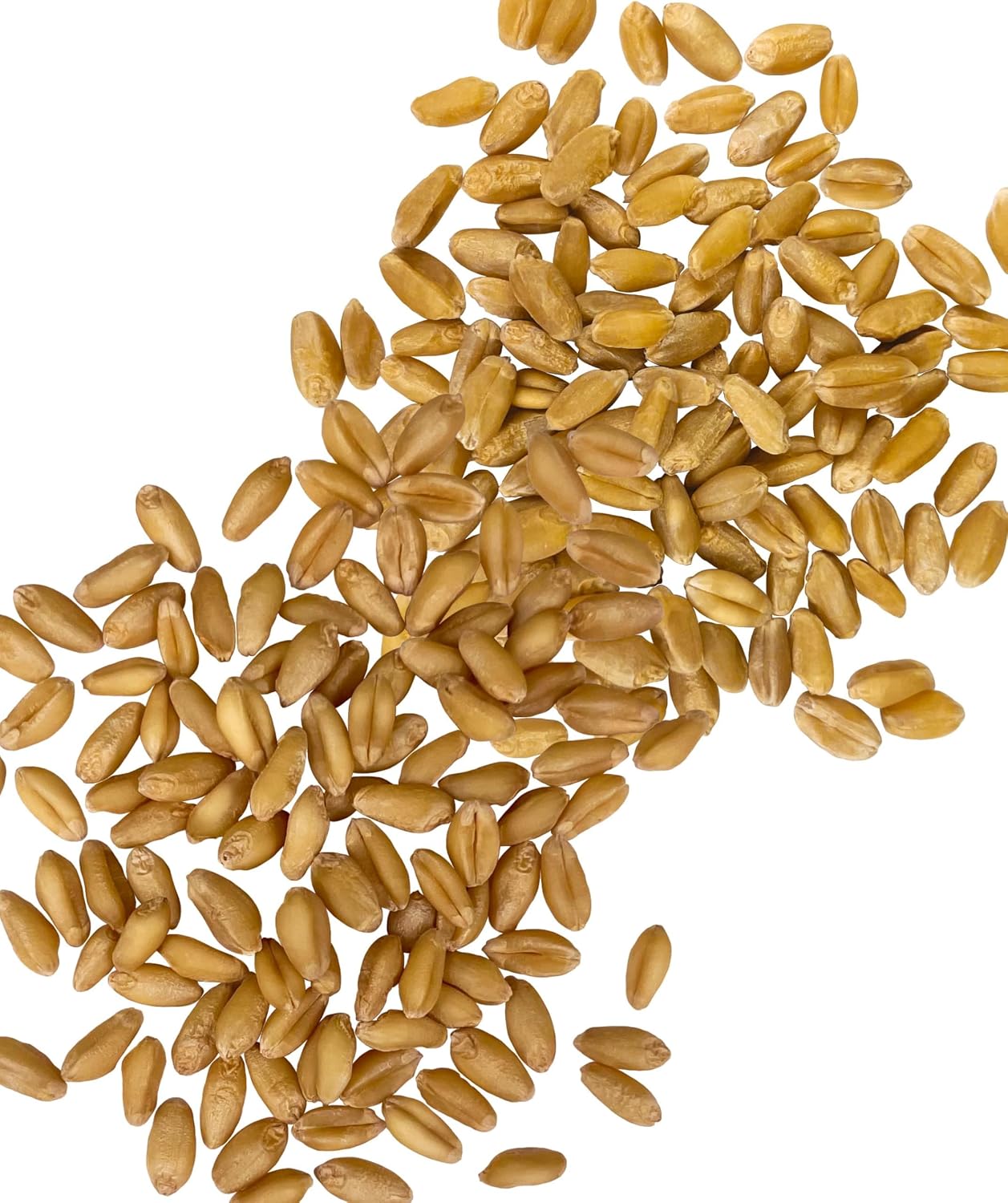 Palouse Brand Certified Glyphosate Residue Free Hard White Wheat Berries | 5 LBS | Non-GMO Project Verified | Kosher