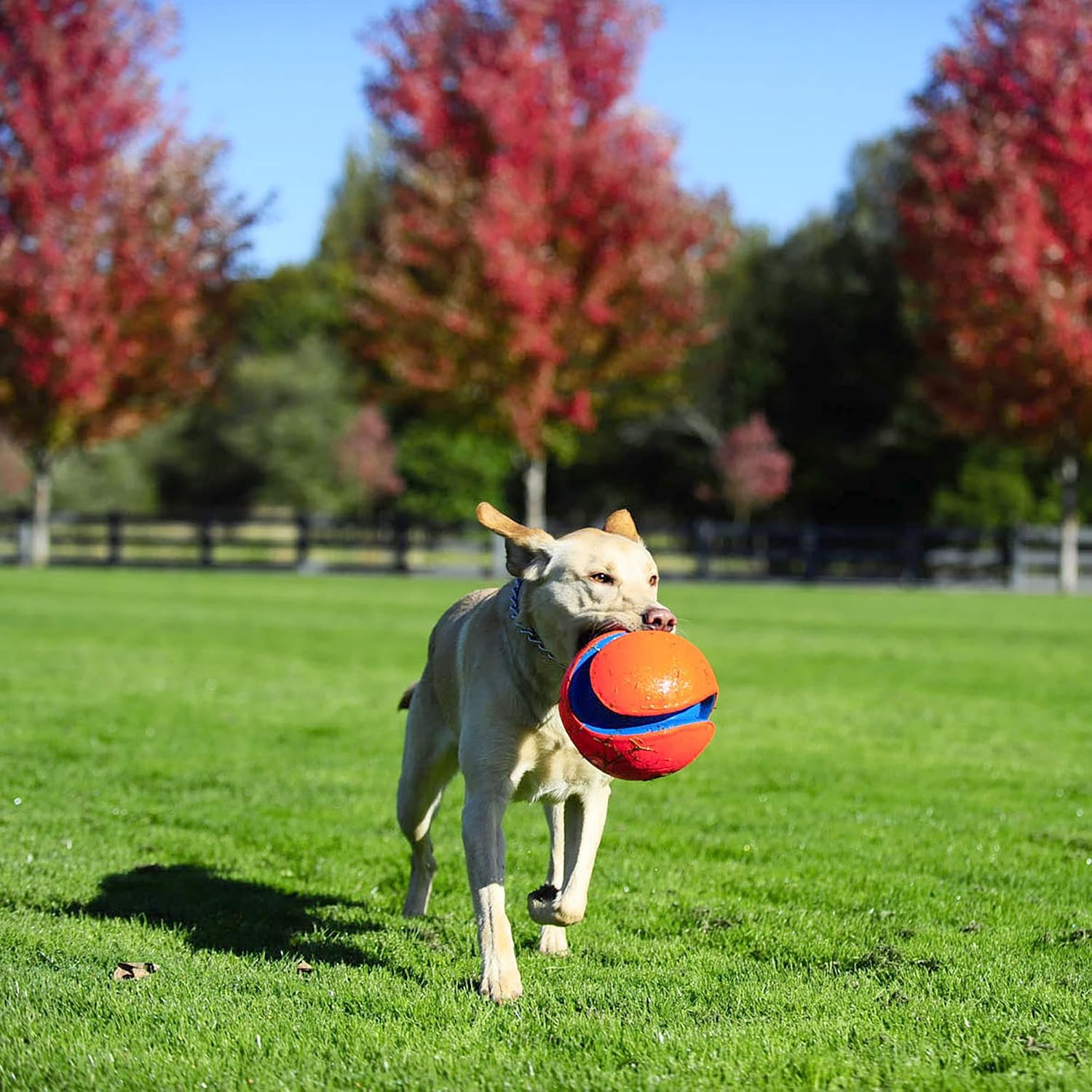 Chuckit! Kick Fetch Ball Dog Toy, Floats in Water, Large 8 Inch Diameter | Durable rubber and foam build, interactive play design, great for pool or lake sessions, built for big breed dogs each day