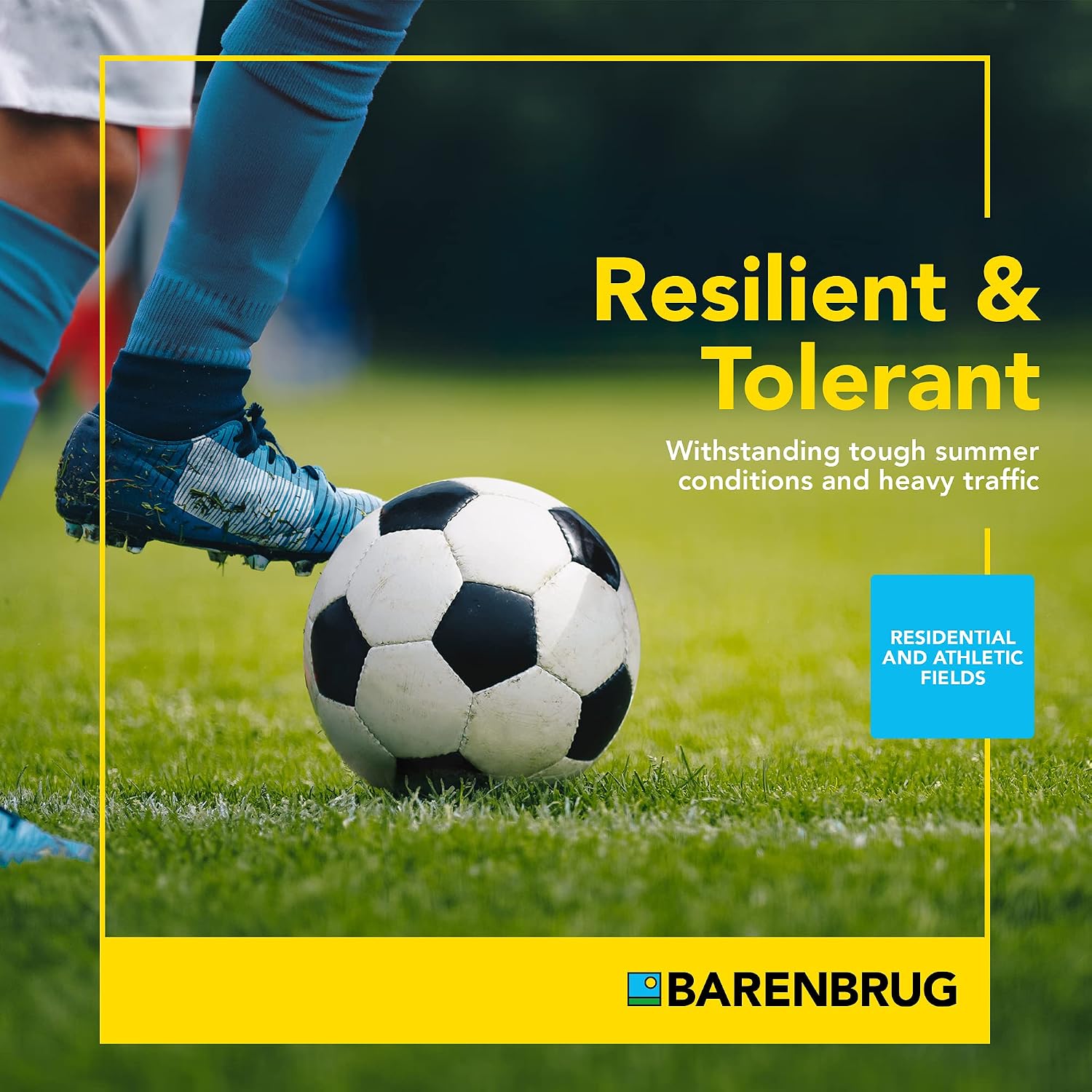 Barenbrug Turf Star Regenerating Perennial Ryegrass Lawn Seed with Yellow Jacket Seed Coating, Fast-Acting Durable Grass Seed Mix for Lawns