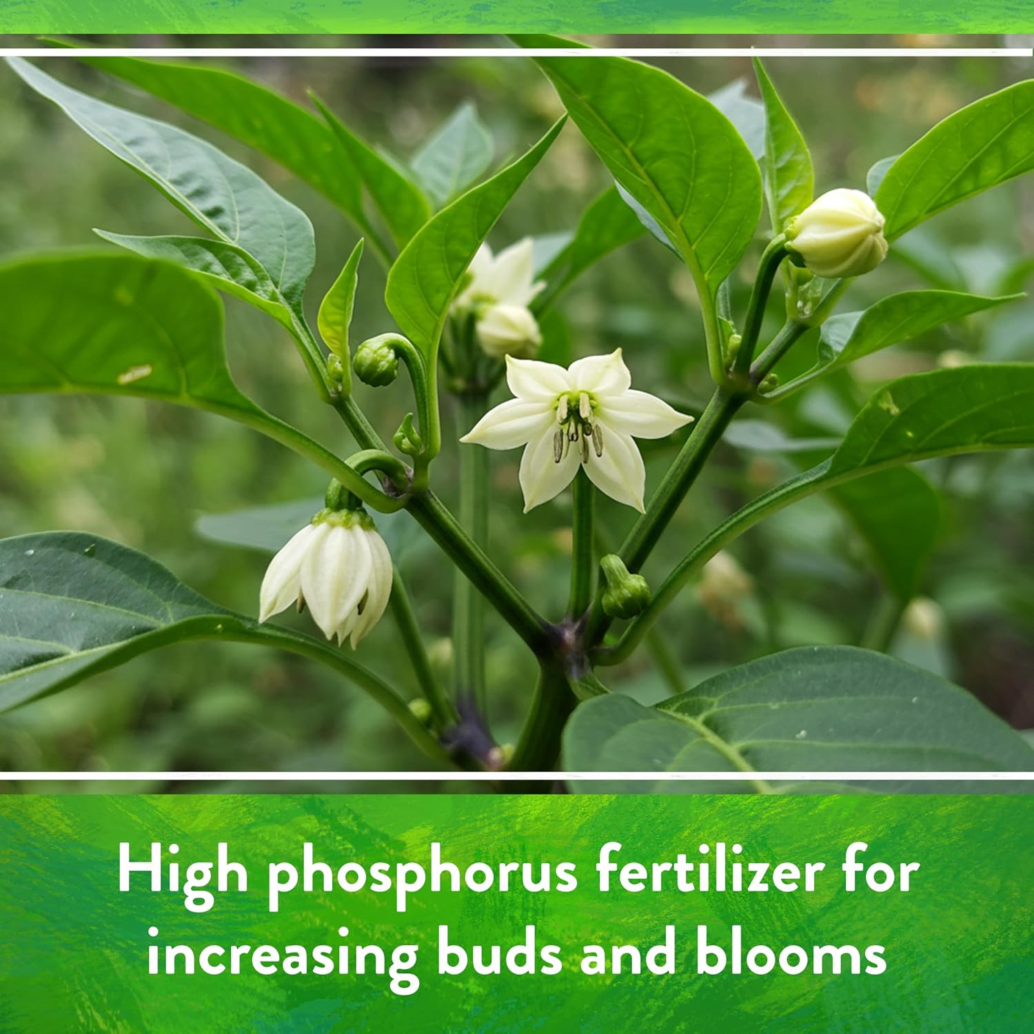 Down To Earth All Natural Fertilizers Organic Seabird Guano - 0-11-0, 5 lb | High Phosphorus Plant Food for Buds, Blooms, Flowers, Vegetable Gardens