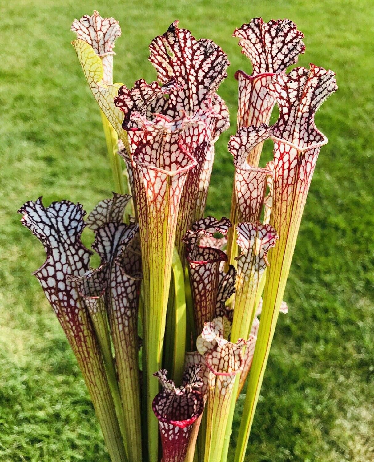 Carnivorous Pitcher Plant Sarracenia leucophylla - Bare Root Rhizome Form