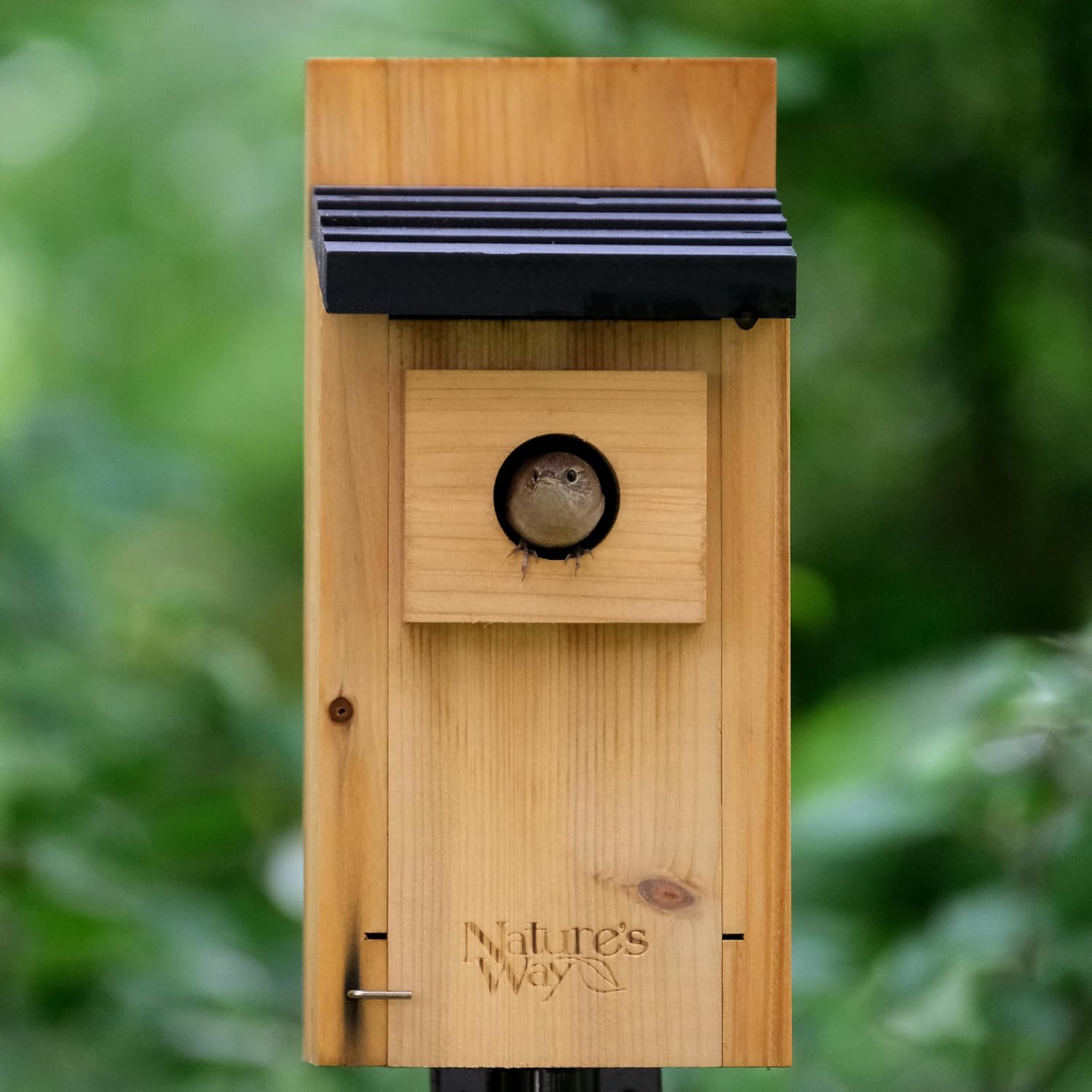 Wild Wings WWCH3 Cedar Blue Bird Box House