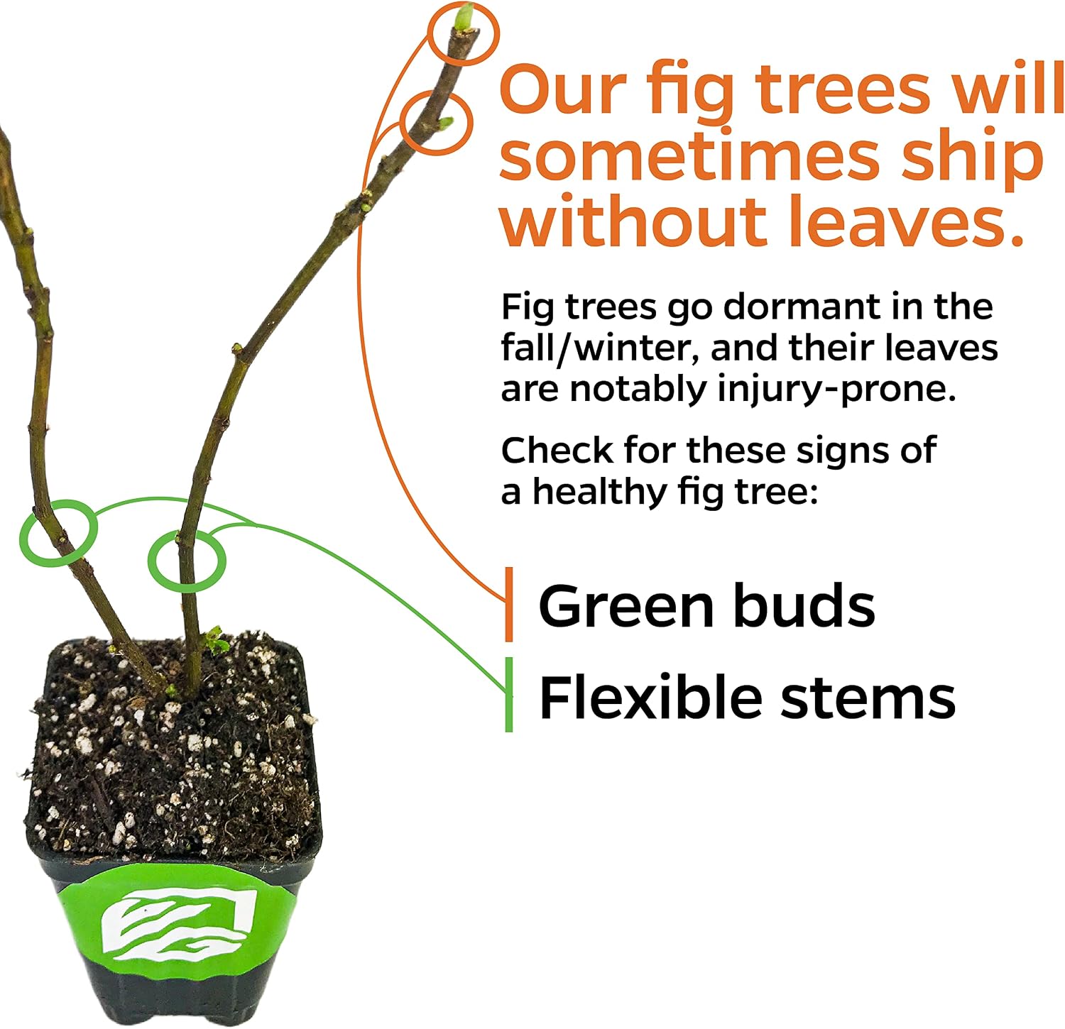 Beer's Black Fig Tree (Dwarf Habit) Live Plant - Ficus carica 'Beer's Black' - Wellspring Gardens - Cold-Hardy Fig, Dwarf Fig Tree, Compact Fig Plant - Fruit Bearing Starter Tree