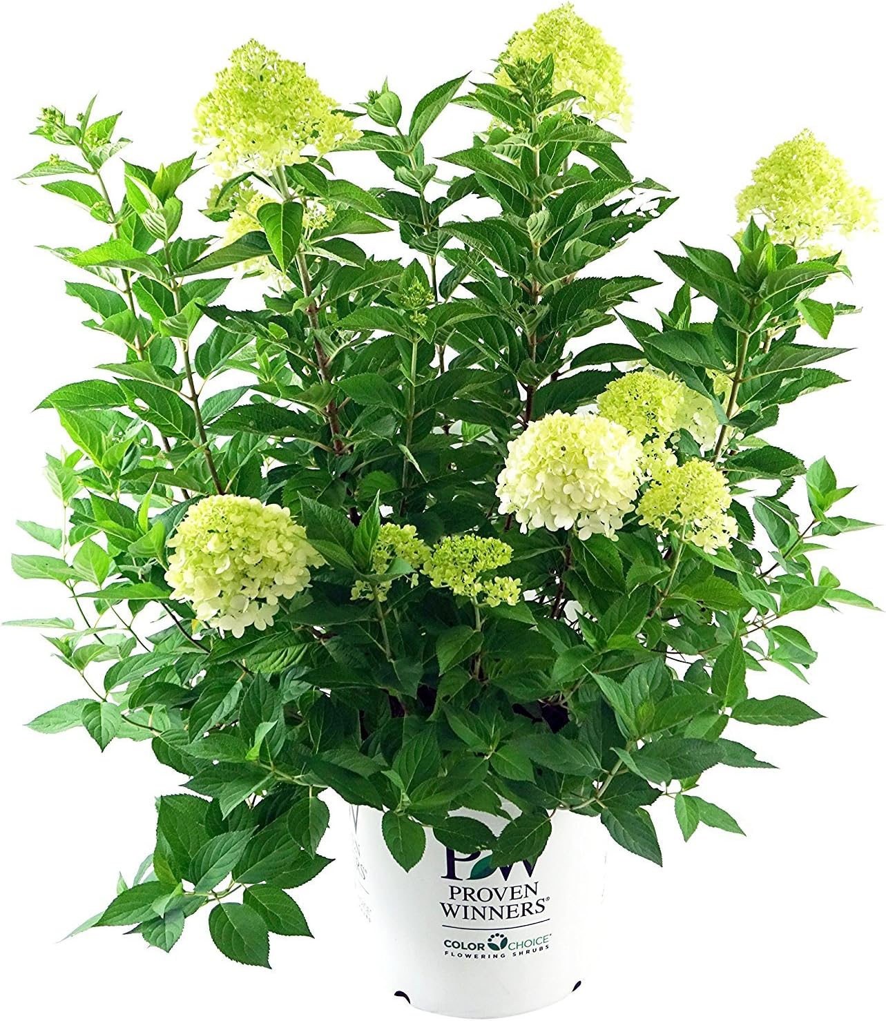 First Editions - Hydrangea pan. Vanilla Strawberry (Panicle Hydrangea) Shrub, white/pink/red flowers, #3 - Size Container