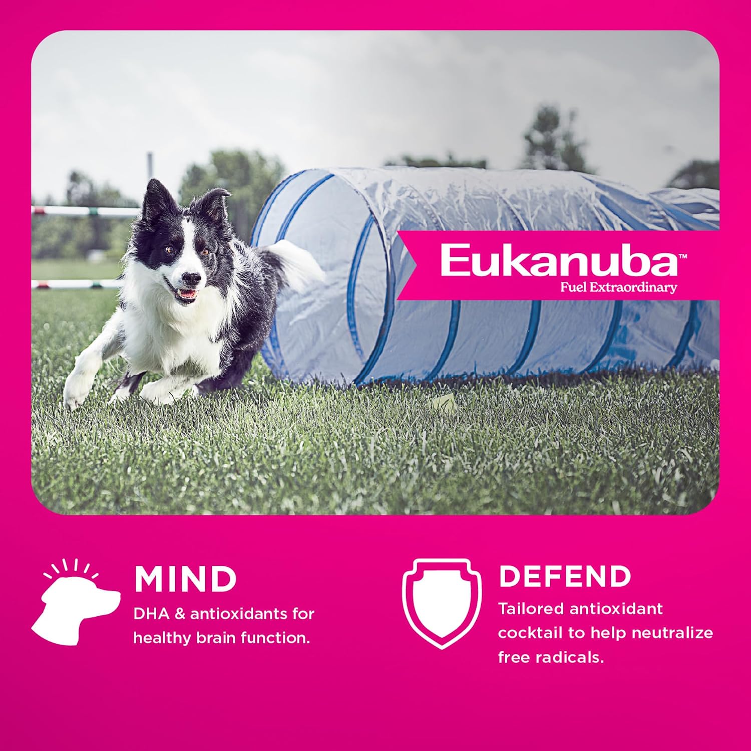 Eukanuba Adult Premium Performance 26/16 Exercise Dry Dog Food, 28 lb Bag