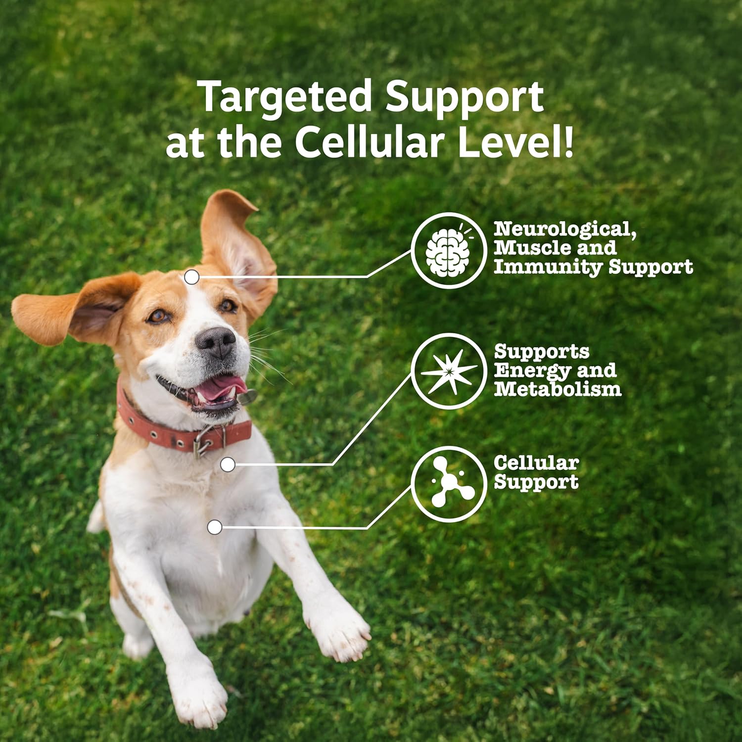 Zesty Paws Dog Multivitamin, Chewable Dog Vitamins and Supplements for Hip & Joints, Skin & Coat, Omega 3 Fish Oil for Dogs- Senior & Puppy Multivitamin- Chicken- 90ct