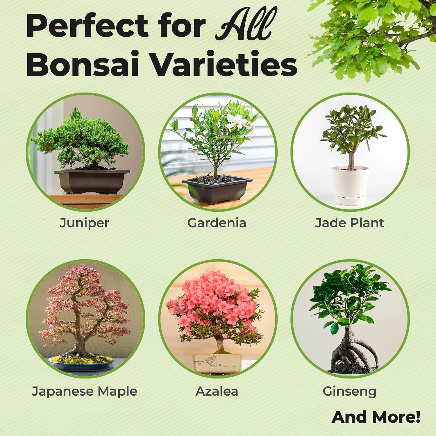 Perfect Plants Bonsai Fertilizer Pellets, 5 oz, Slow Release Tree Food