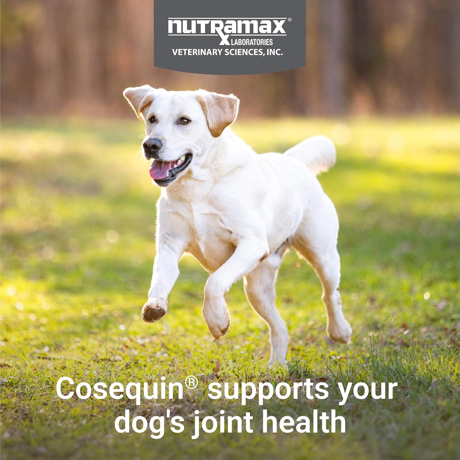 Nutramax Cosequin Joint Supplement for Dogs, Chewable Tablets, 132ct | Glucosamine + Chondroitin for Dogs with MSM, Supports Healthy Joints, All Breeds & Sizes, All Ages