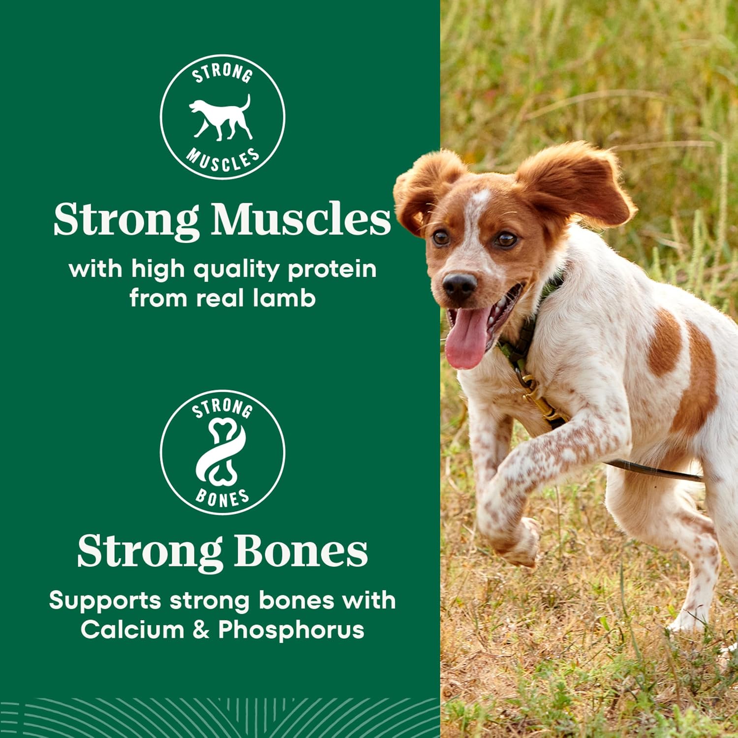 Nutro Natural Choice Small Bites Dry Dog Food, Lamb & Rice, 5 lb | Non-GMO, Real lamb #1 ingredient, no corn, wheat, soy, crafted in USA, supports energy, bones, muscles, dental health, skin