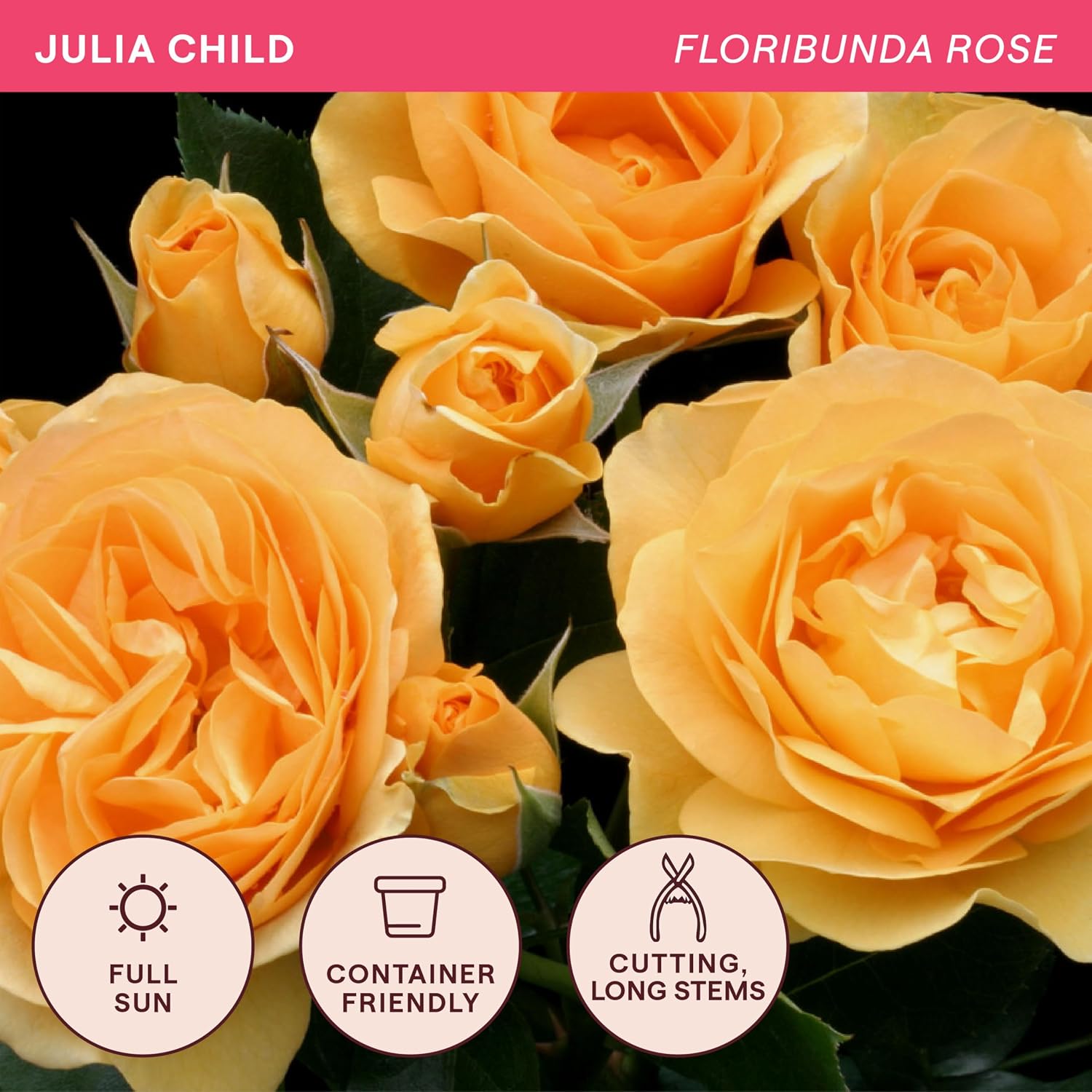 Heirloom Floribunda Roses, Live Own Root Plant, Julia Child™ | Moderately Fragrant, Hardiness Zones: 6-10, Continual Blooming,For Outdoor Gardens, Planters, and Pots