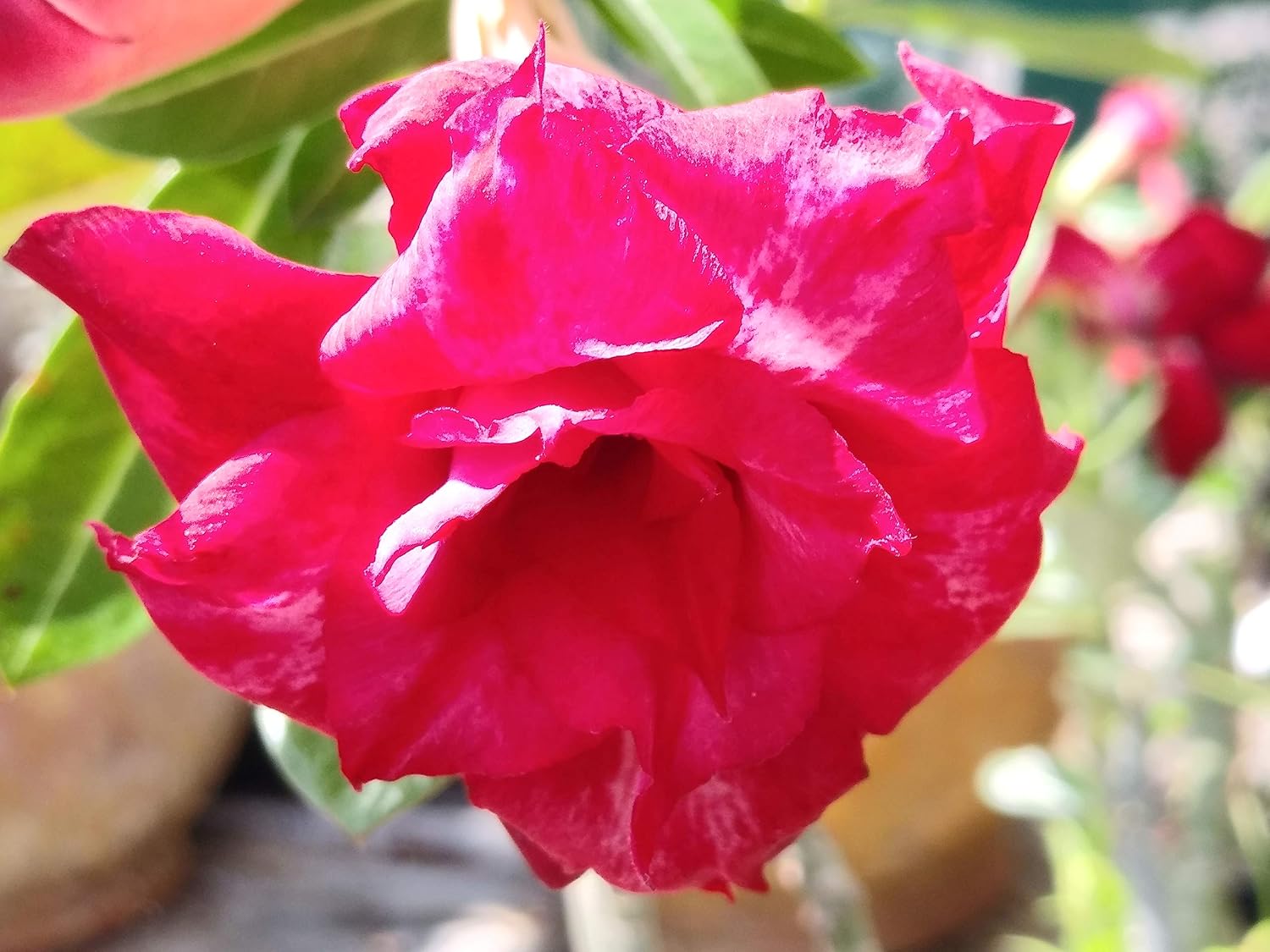 New!! U.S. Seller 50 Fresh Desert Rose Seeds Mixed Colors Adenium Desert Rose 50 Pack Single and Multi Colored Flowers Fresh Seeds