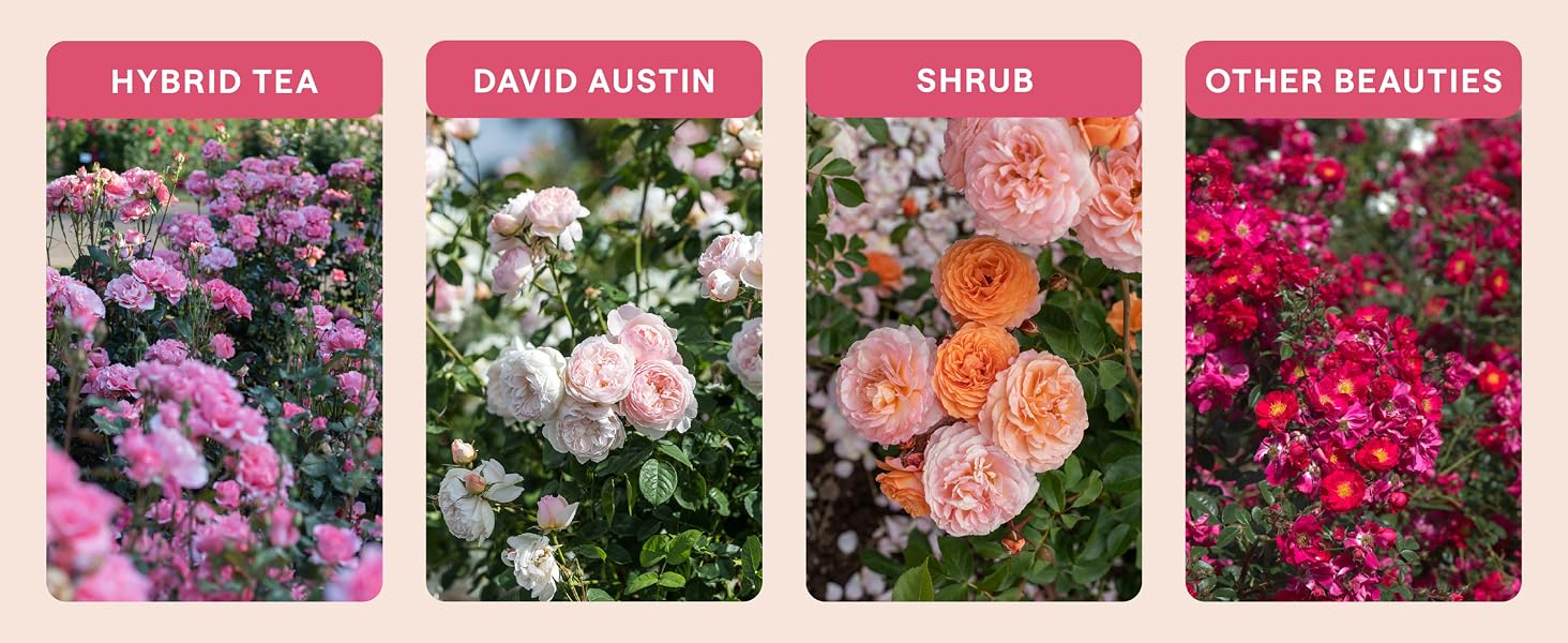 Hyrbid Tea, David Austin, Shrub &amp;amp; Other Beauties.