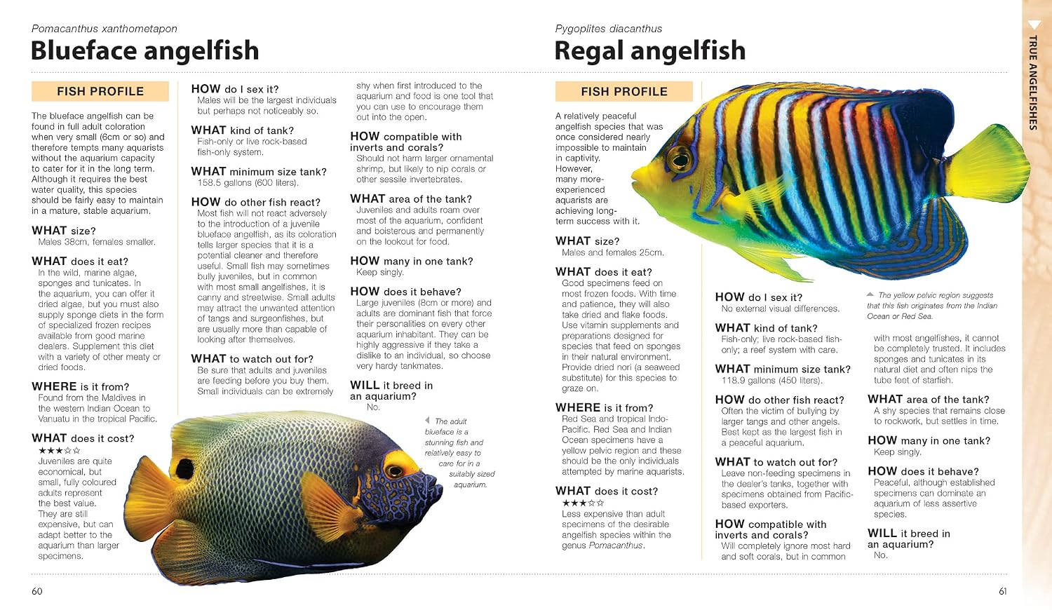 What Saltwater Fish?: A Buyer's Guide to Saltwater Aquarium Fish