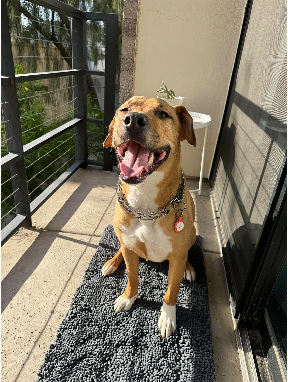 HOMEIDEAS Dog Door Mat for Muddy Paws 30x20, Absorbs Moisture and Dirt, Non-Slip Washable Doormat, Soft Chenille Mud Mat for Dogs