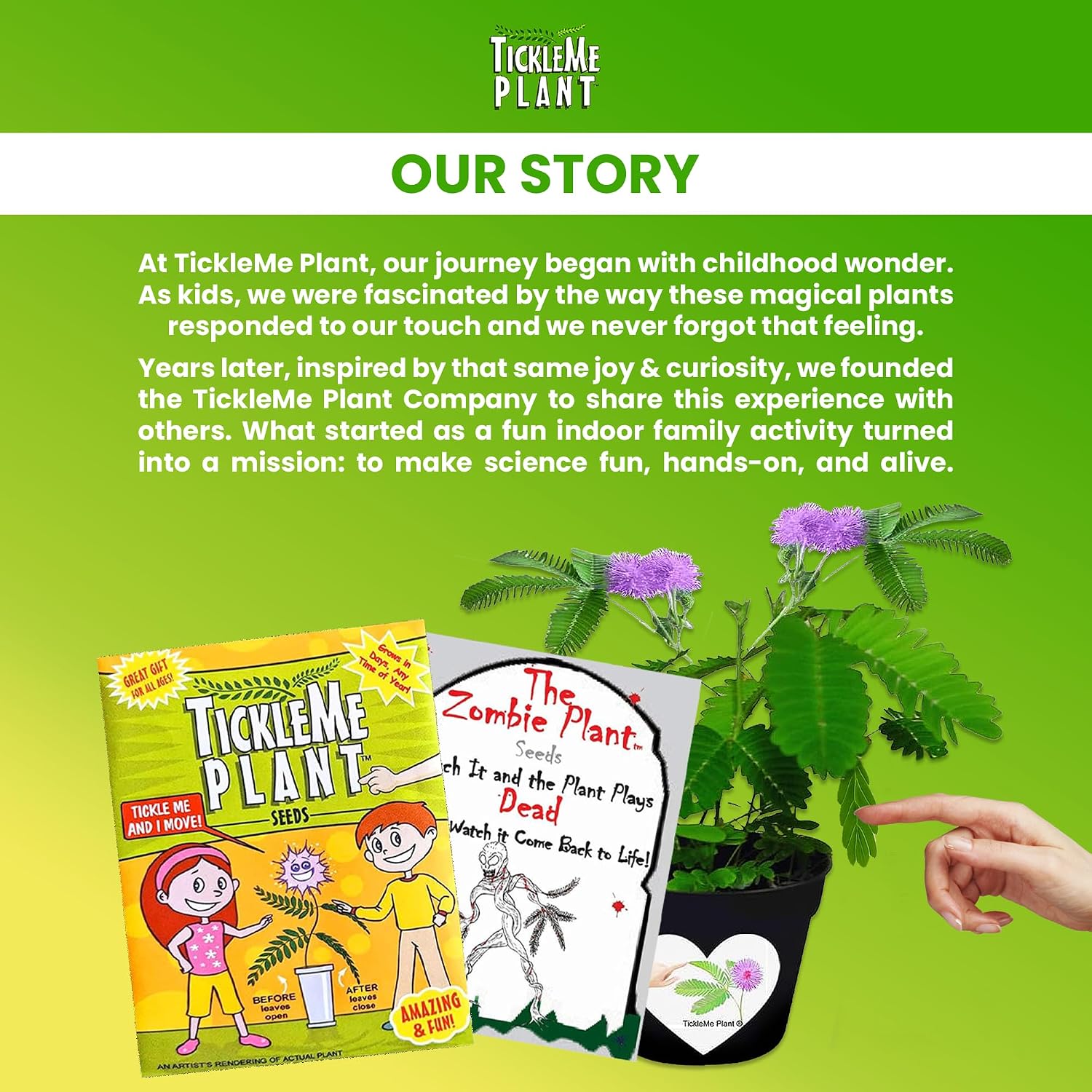 Zombie Plant Seed Packets – Grow a Live Sensitive Plant that Plays Dead When Touched! Indoor Plant Seeds & Educational STEM Activity | House Plant Seeds | Unique Garden Seeds – 2 Pack