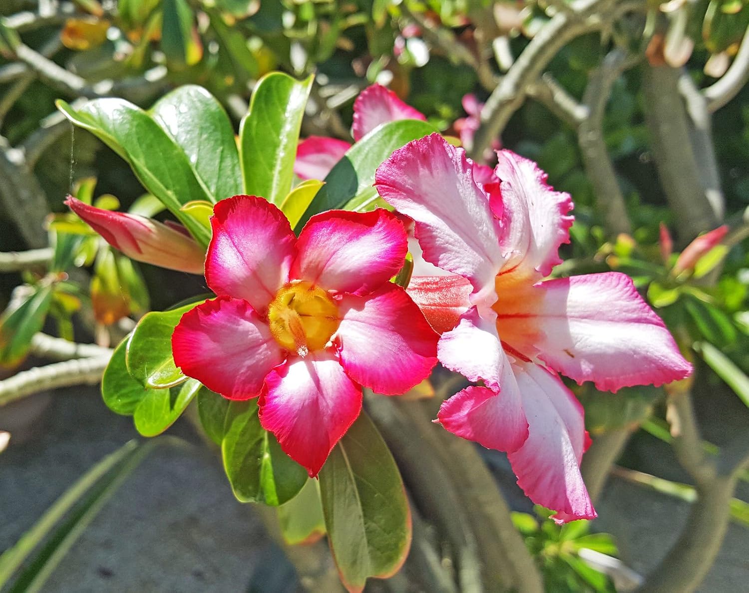 Live Healthy Desert Rose, Adenium obesum, plant. 10 inches tall. No Pesticides