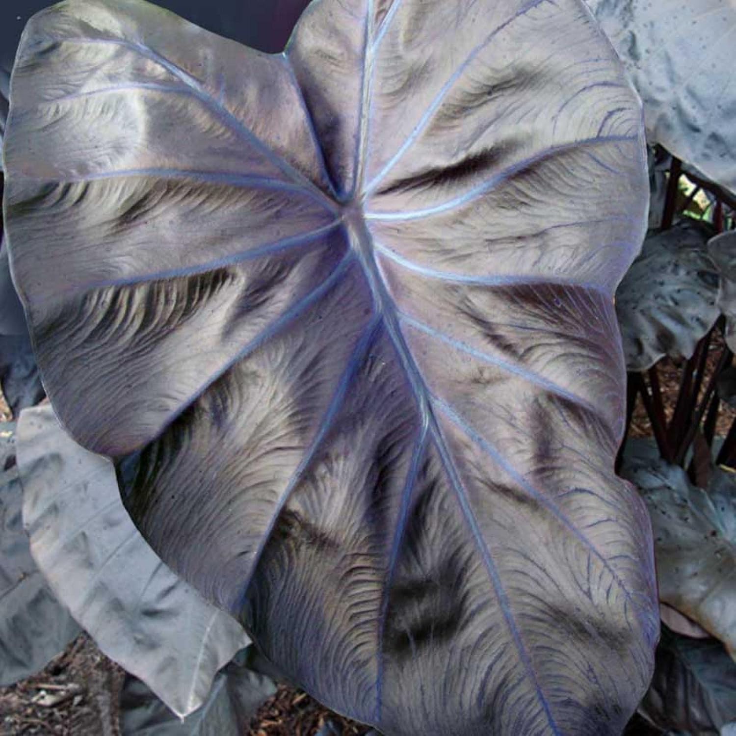 ‘Black Magic’ Taro, a Great Live Pond Plant for Your Water Garden. Filters The koi and Goldfish Pond. Good for Bogs