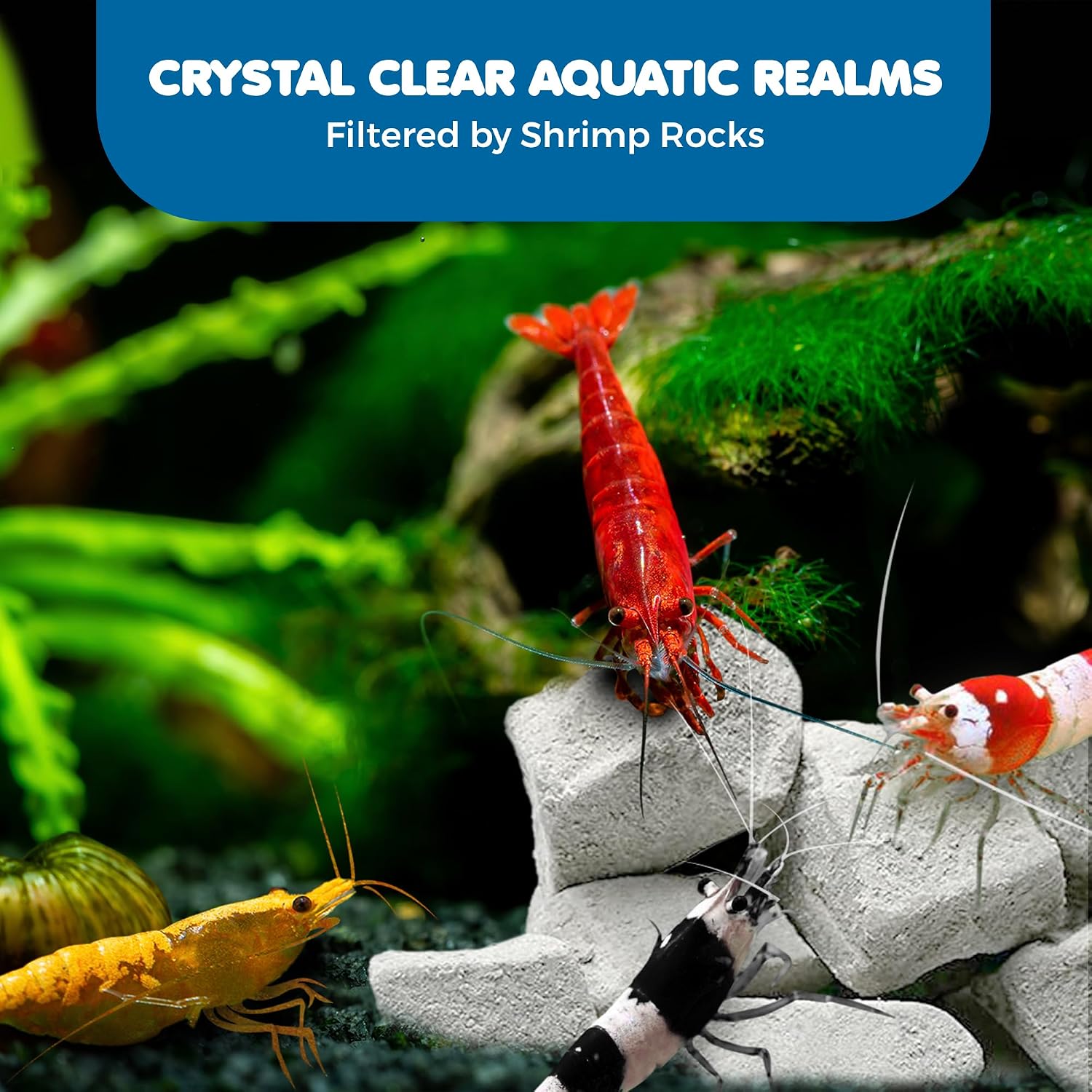 SunGrow Shrimp Rocks, Calcium, Magnesium Rocks for Crayfish, Hermit Crab, Snails, Crustacean Care, Aquarium Decor for Crystal Red, Amano and Ghost Shrimps, Nano Tank Accessories, Fish Tank Supplies