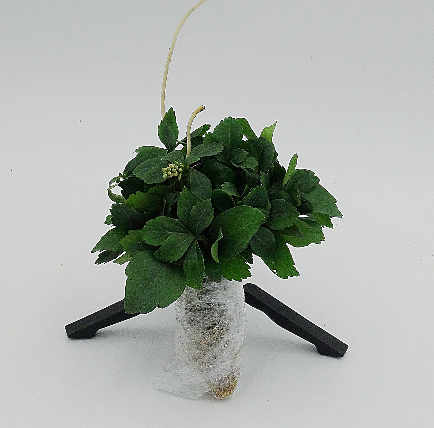 Live Ground-Cover Plants - Pachysandra Terminalis + Japanese Spurge - [Qty: 25 Bare Roots] - (Click for Other Available Plants/Quantities)