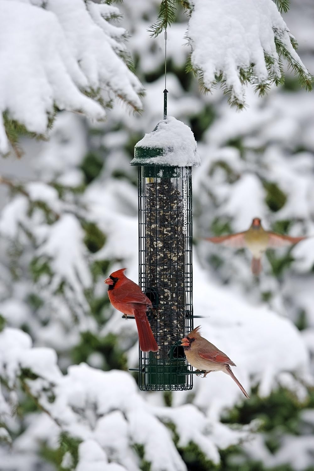 Squirrel Buster Classic Squirrel-proof Bird Feeder w/4 Feeding Ports, 2.4-pound Seed Capacity | Four feeding ports, weight-sensitive closure