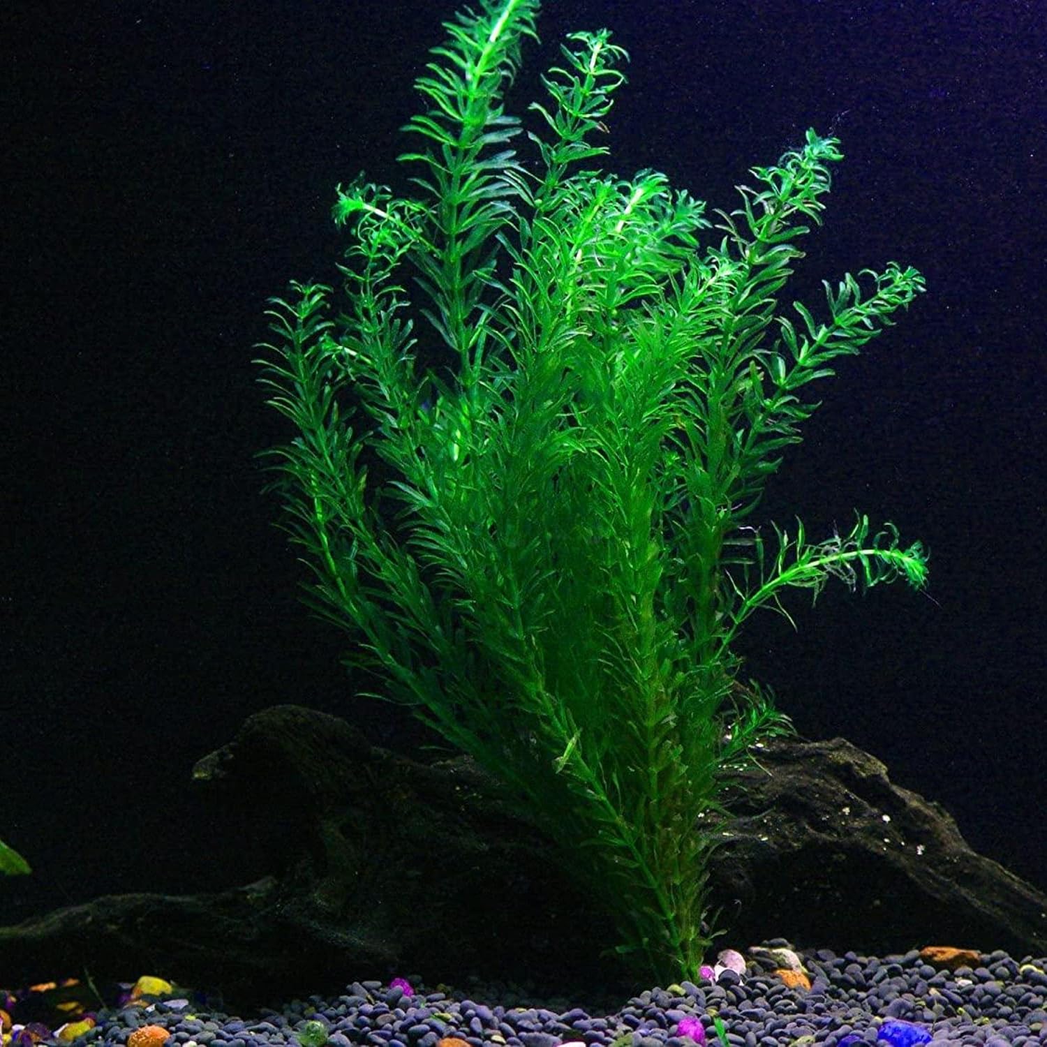 ‘Black Magic’ Taro, a Great Live Pond Plant for Your Water Garden. Filters The koi and Goldfish Pond. Good for Bogs