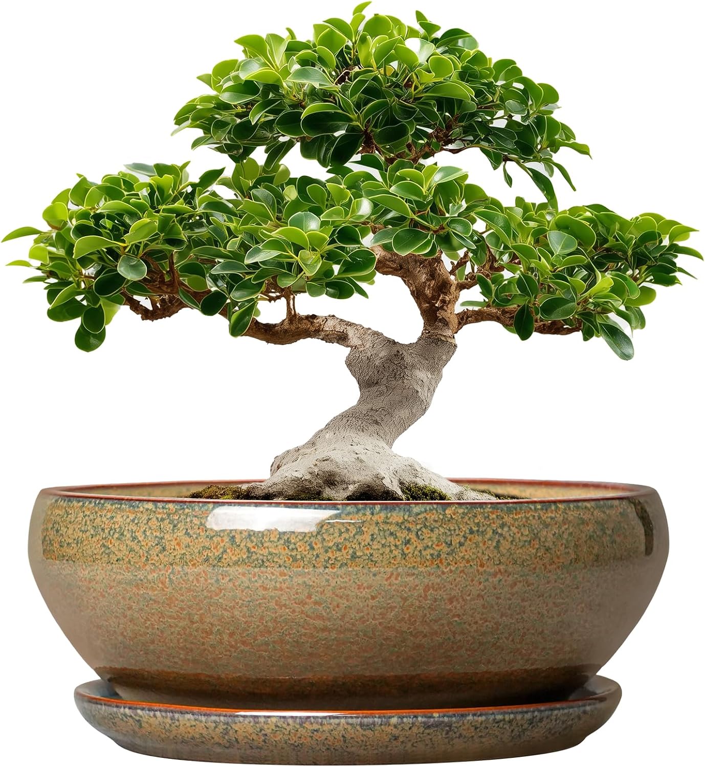 SQOWL 7 Inch Round Ceramic Succulent Planter Pot Drip Glazed Shallow Planter with Drainage Bamboo Tray for Indoor Plants