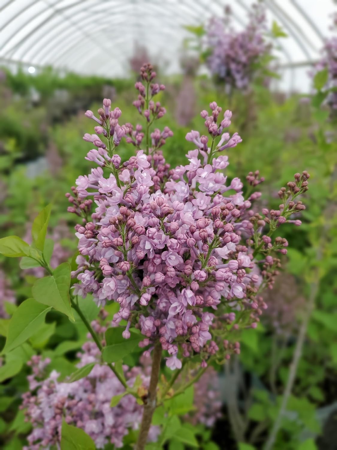 Proven Winners - Syringa x Bloomerang Dark Purple (Reblooming Lilac) Shrub, dark purple flowers, #3 - Size Container