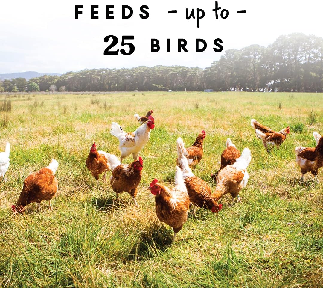 Harris Farms Hanging Poultry Feeder with Twist Lock Base, 10 lb Capacity | Feeds Up to 25 Birds, Hanging Design Helps Reduce Feed Waste