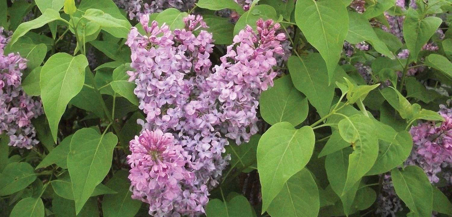 Tiny Dancer Dwarf Lilac - Compact Growth to only 5 Feet - Very Fragrant and Floriferous - 2 Year Live Plant