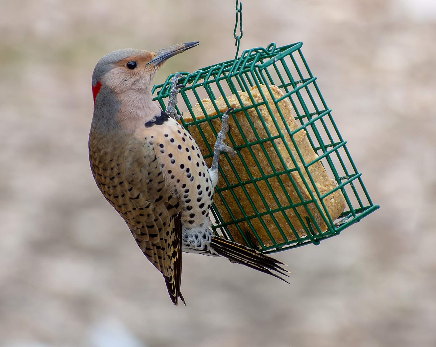 C&S Woodpecker Delight No-Melt Suet Dough