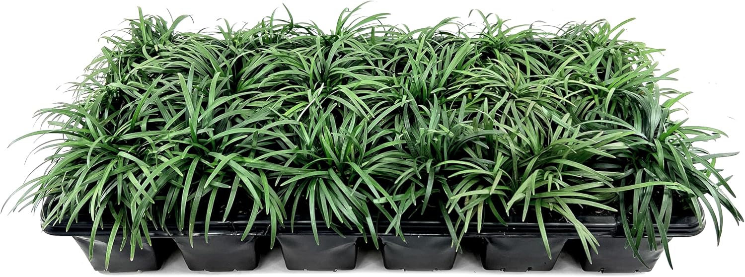 Dwarf Mondo Grass | 10 Live Plants | Ophiopogon Japonicus | Ground Cover Plant, Shade Tolerant Grass, Low Maintenance Landscaping, Evergreen Foliage, Dense Green Carpet, Drought Tolerant