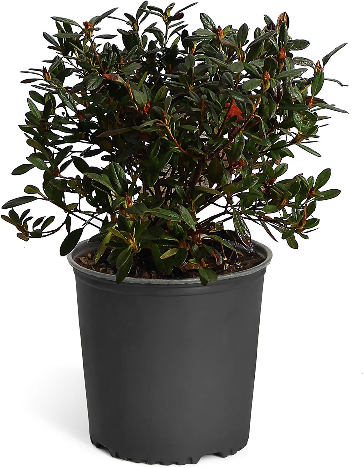 Brighter Blooms - Autumn Embers® Encore® Azalea Shrub, 1 Gallon - No Shipping to AK, AZ, HI