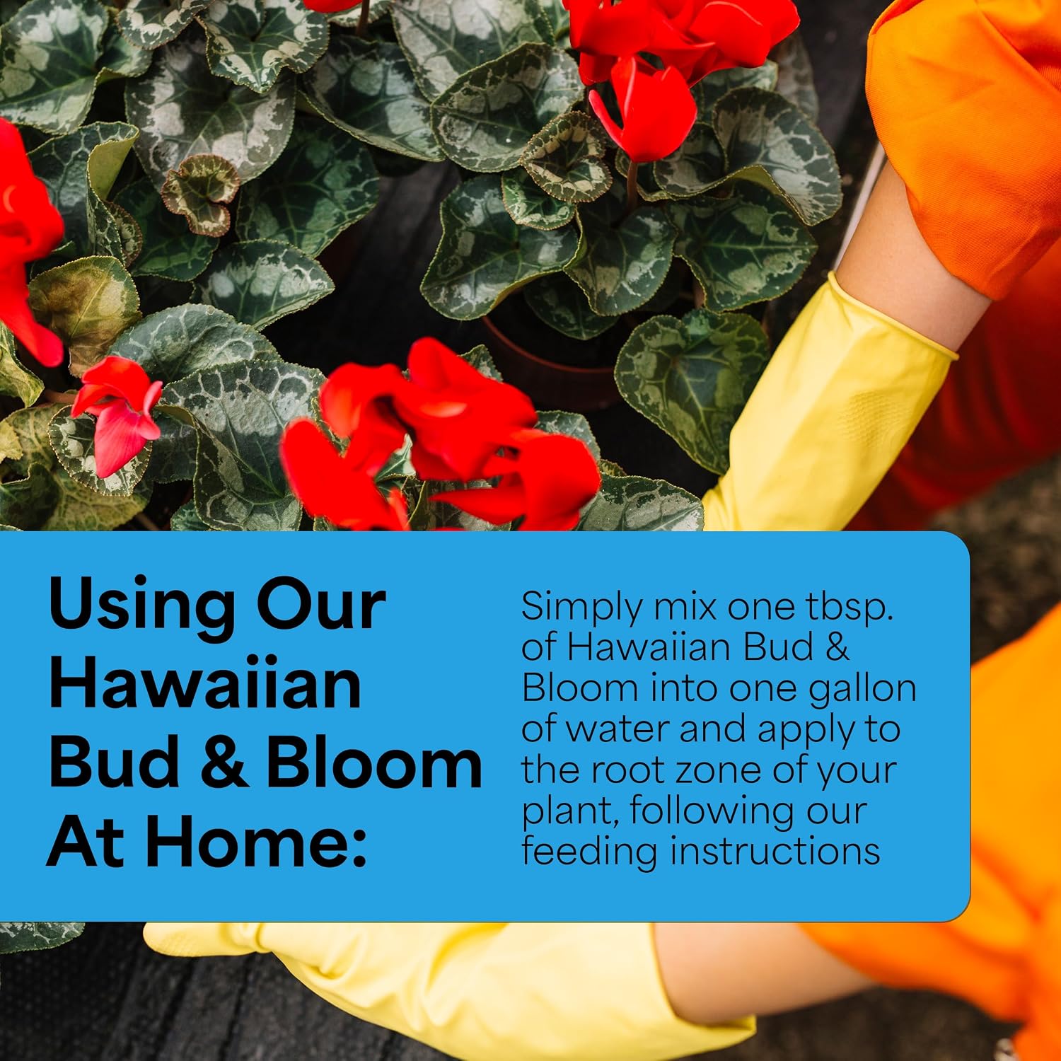 Grow More Urea-Free Hawaiian Bud and Bloom 5-50-17 Fertilizer - 1.5lbs of Water Soluble Bloom Booster Fertilizer for Flowers - High Phosphorus Flower Food for Enhanced Bud Formation & Vigorous Blooms