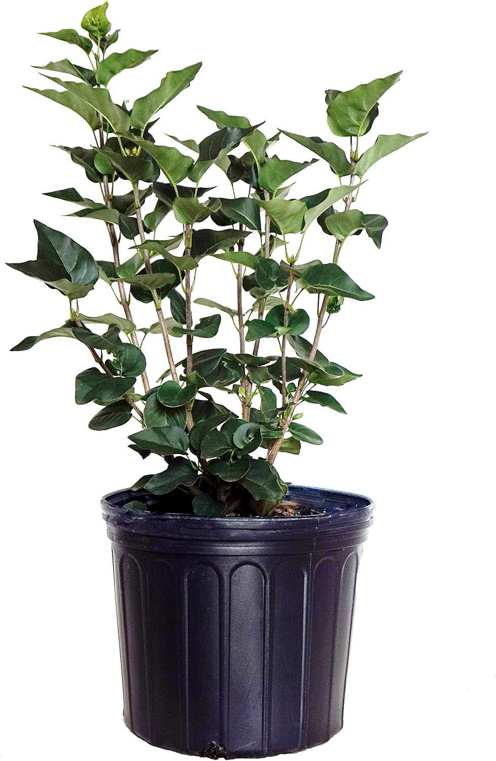 Proven Winners - Syringa x Bloomerang Dark Purple (Reblooming Lilac) Shrub, dark purple flowers, #3 - Size Container