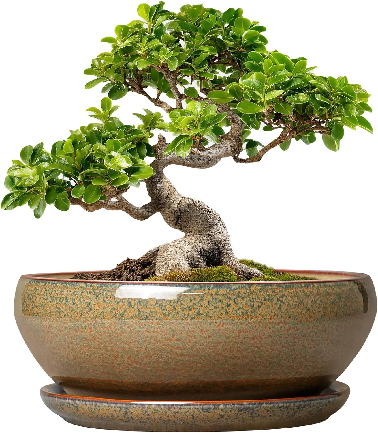 SQOWL 7 Inch Round Ceramic Succulent Planter Pot Drip Glazed Shallow Planter with Drainage Bamboo Tray for Indoor Plants