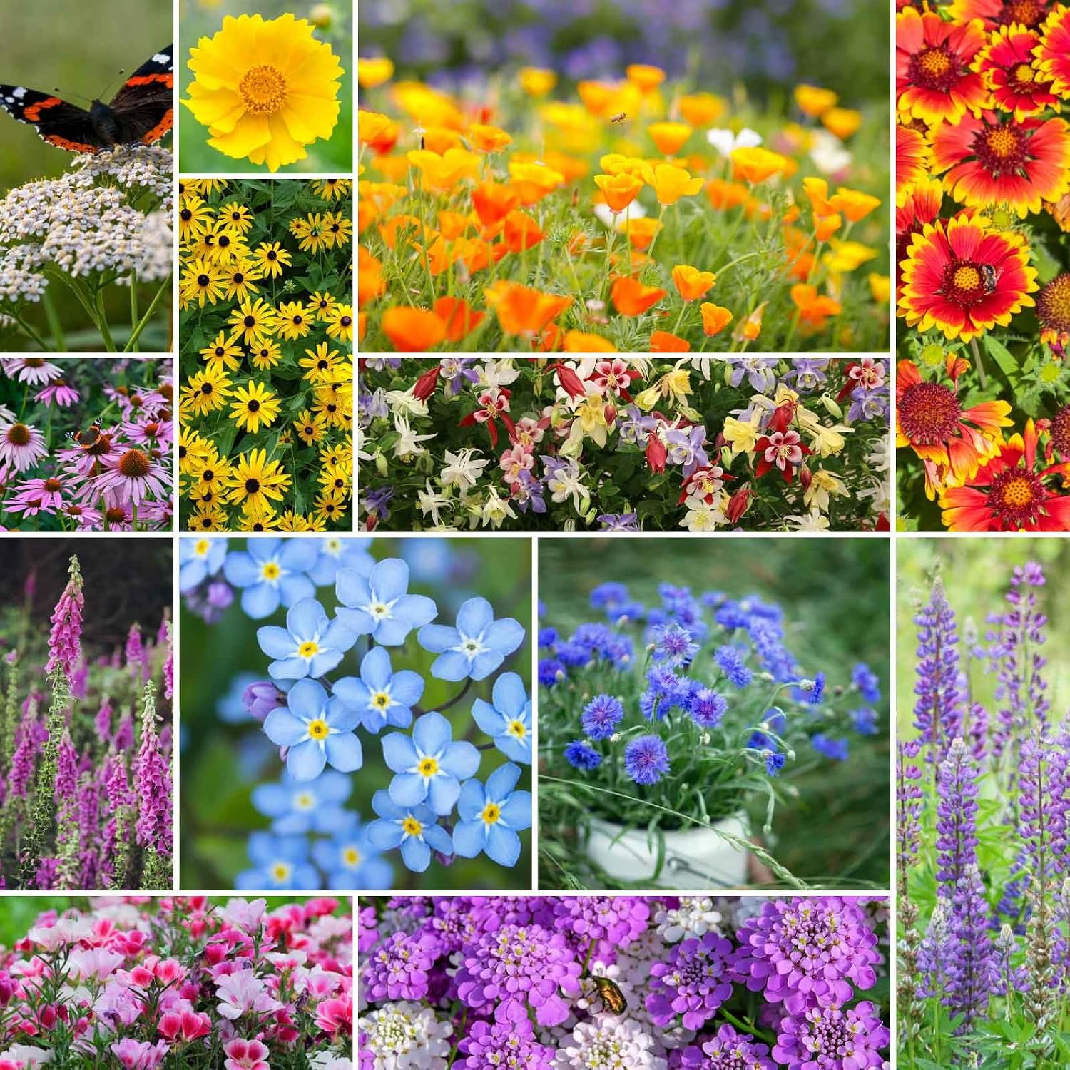 Eden Brothers All Perennial Wildflower Mixed Seeds for Planting, 1 lb, 480,000+ Seeds with Lupine, Shasta Daisy | Attracts Pollinators, Plant in Spring or Fall, Zones 3, 4, 5, 6, 7, 8, 9, 10