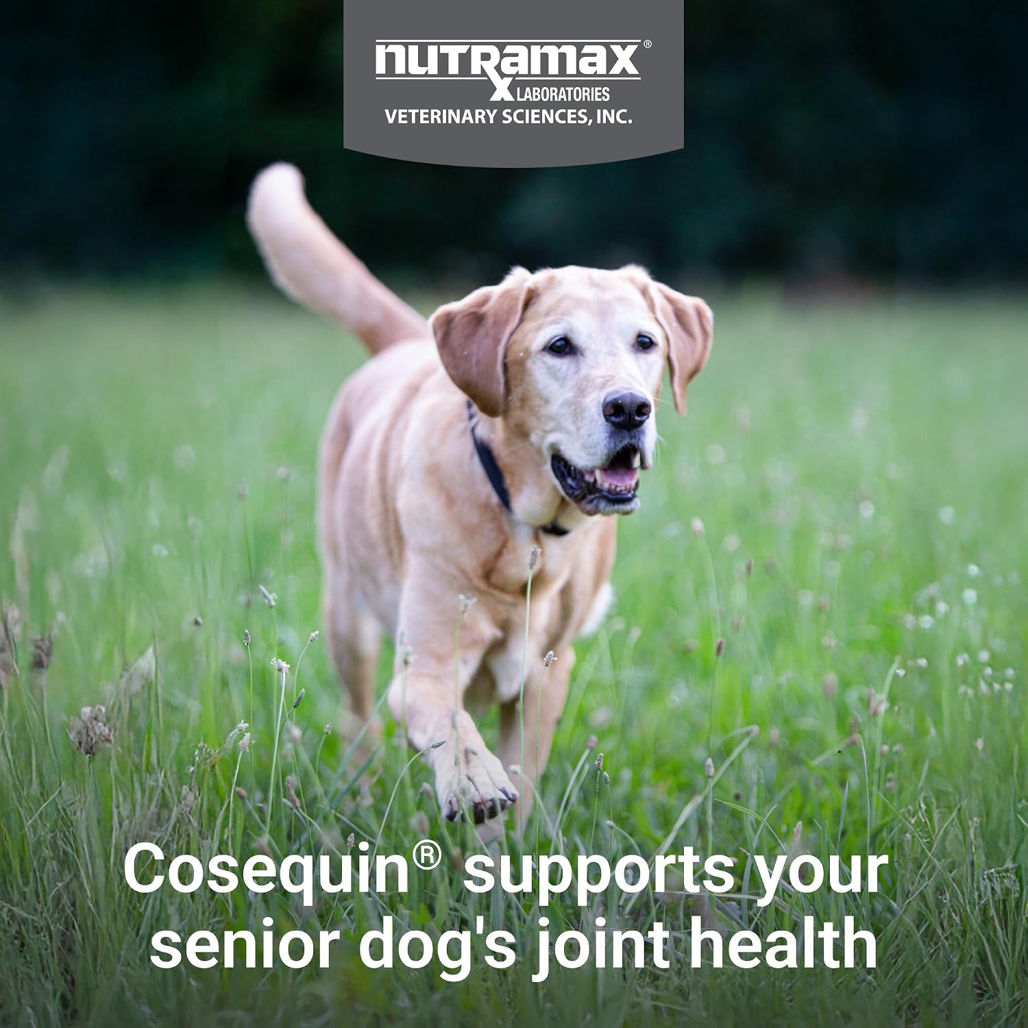 Nutramax Cosequin Dog Joint Supplement for Senior Dogs, Soft Chews, 60ct | Glucosamine + Chondroitin, MSM, Omega-3s, Beta-Glucan, Promotes Skin & Coat, Immune Health, Joint Support for Older Dogs
