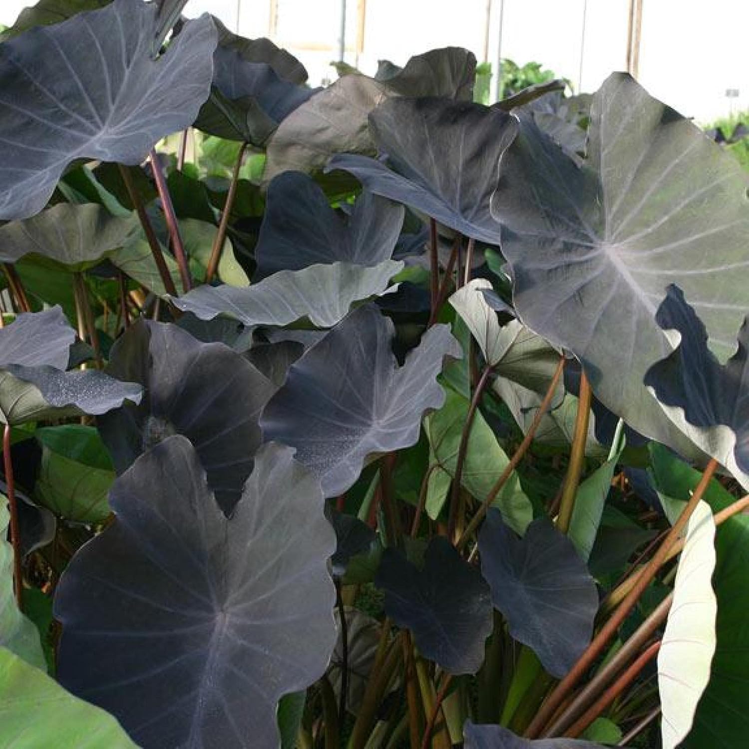 ‘Black Magic’ Taro, a Great Live Pond Plant for Your Water Garden. Filters The koi and Goldfish Pond. Good for Bogs