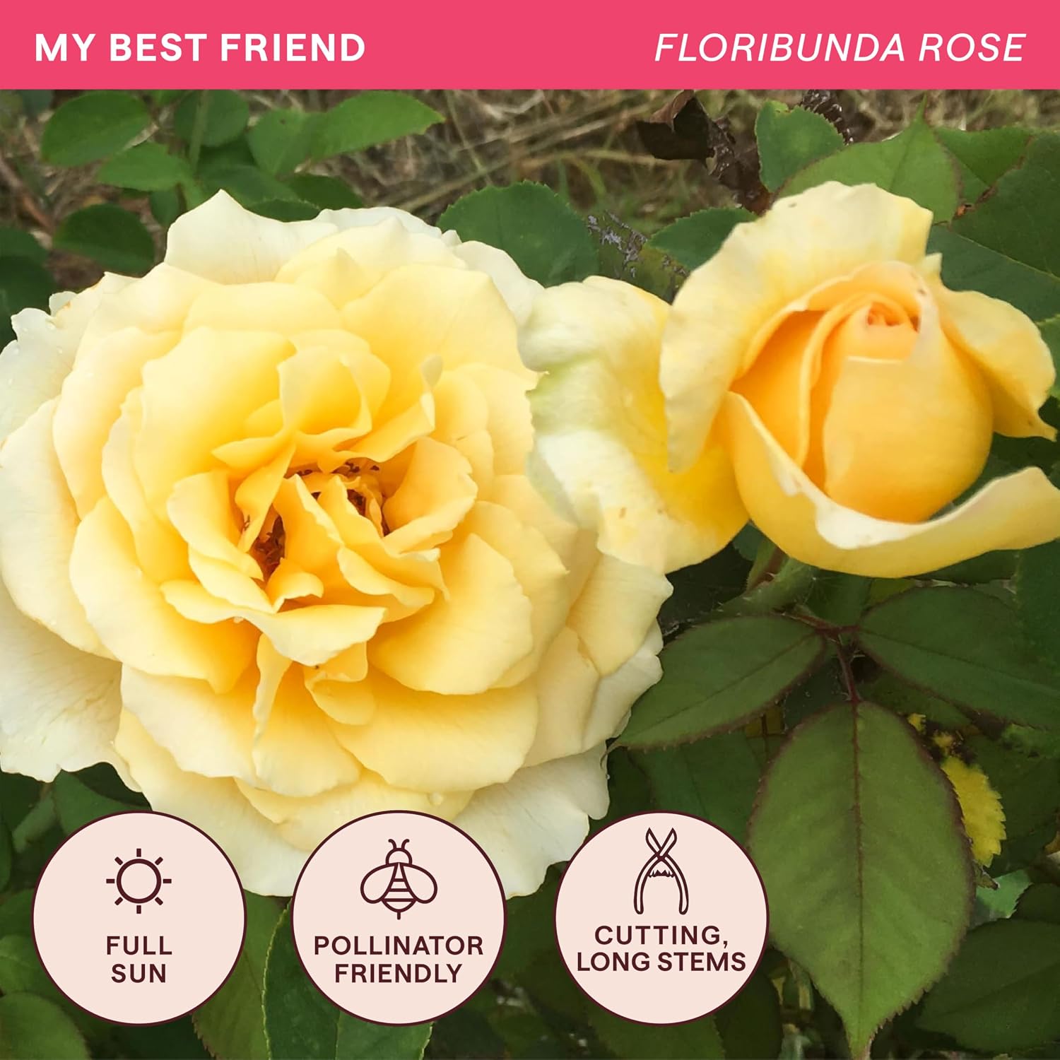 Heirloom Floribunda Roses, Live Own Root Plant, Julia Child™ | Moderately Fragrant, Hardiness Zones: 6-10, Continual Blooming,For Outdoor Gardens, Planters, and Pots