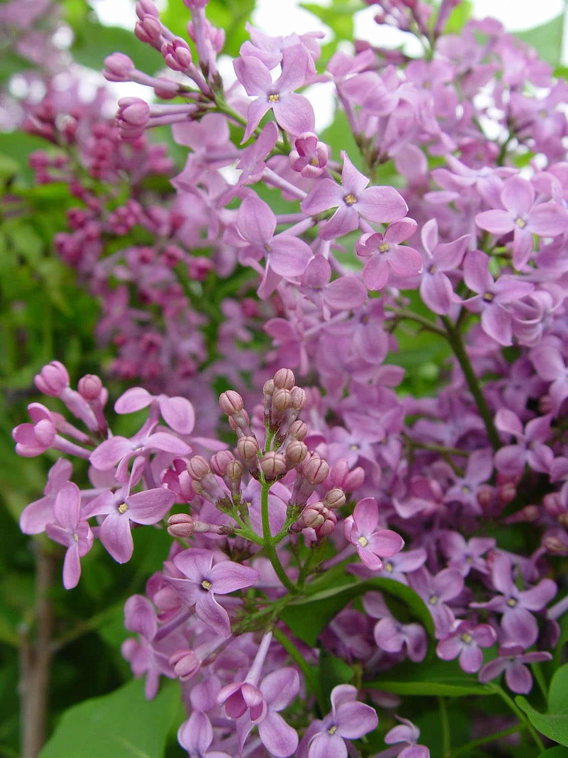 Proven Winners - Syringa x Bloomerang Dark Purple (Reblooming Lilac) Shrub, dark purple flowers, #3 - Size Container