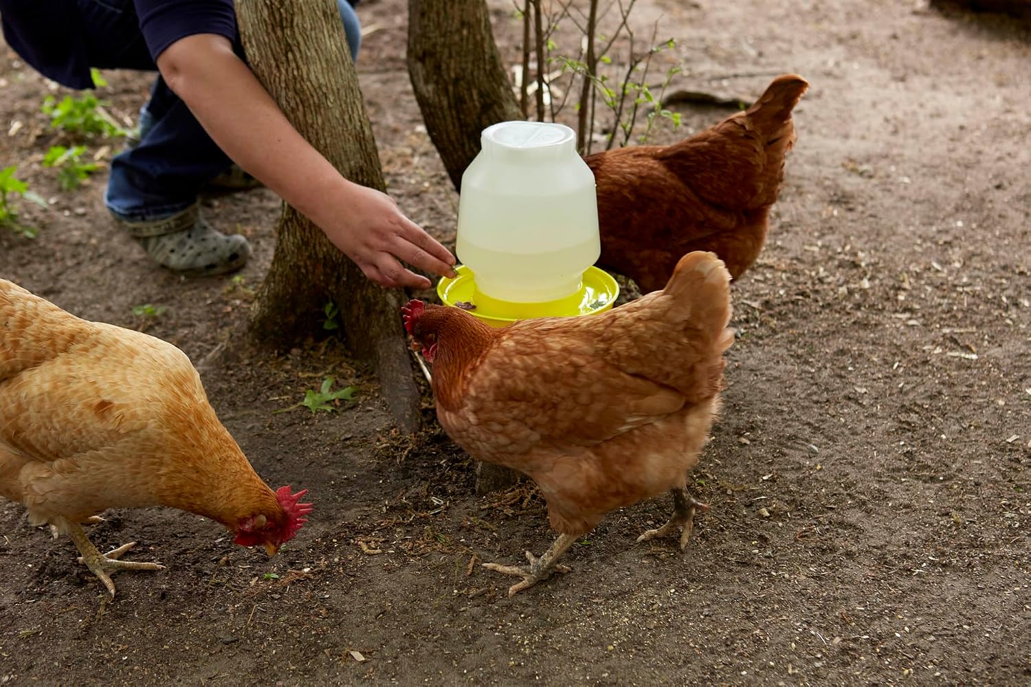 Little Giant® Complete Plastic Poultry Fount | Heavy Duty Plastic Gravity Fed Water Container Jar | Waterer for Chickens, Turkeys, Ducks & More | Made in USA | 1 Gallon | Red