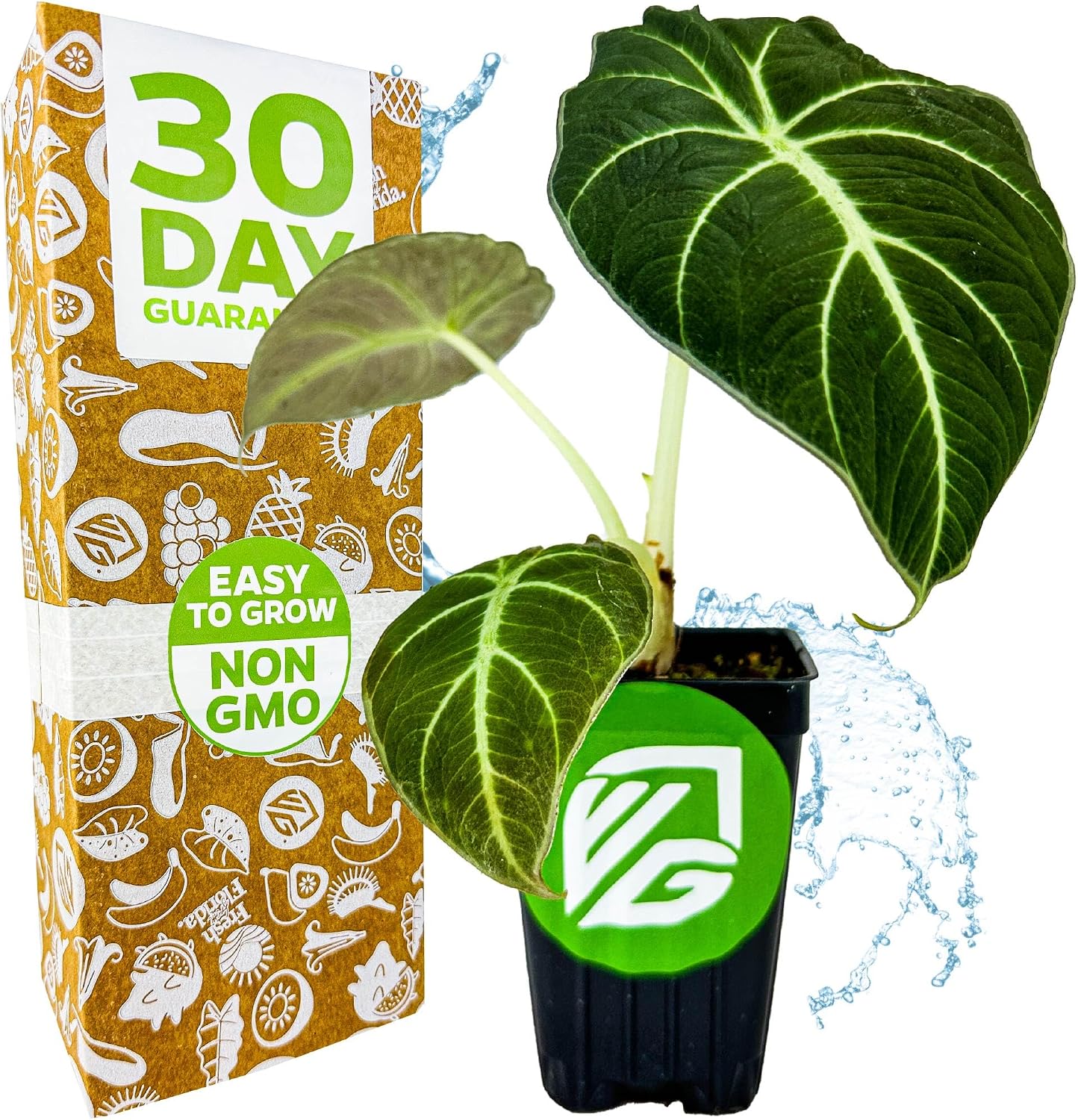 Stingray Elephant Ear Live Plant - Alocasia stringray by Wellspring Gardens - Alocasia - Unique Foliage - Versatile Plant - Tropical Plant