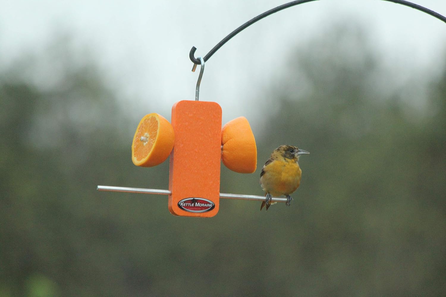 Recycled Single Oriole Orange Fruit Stick Feeder