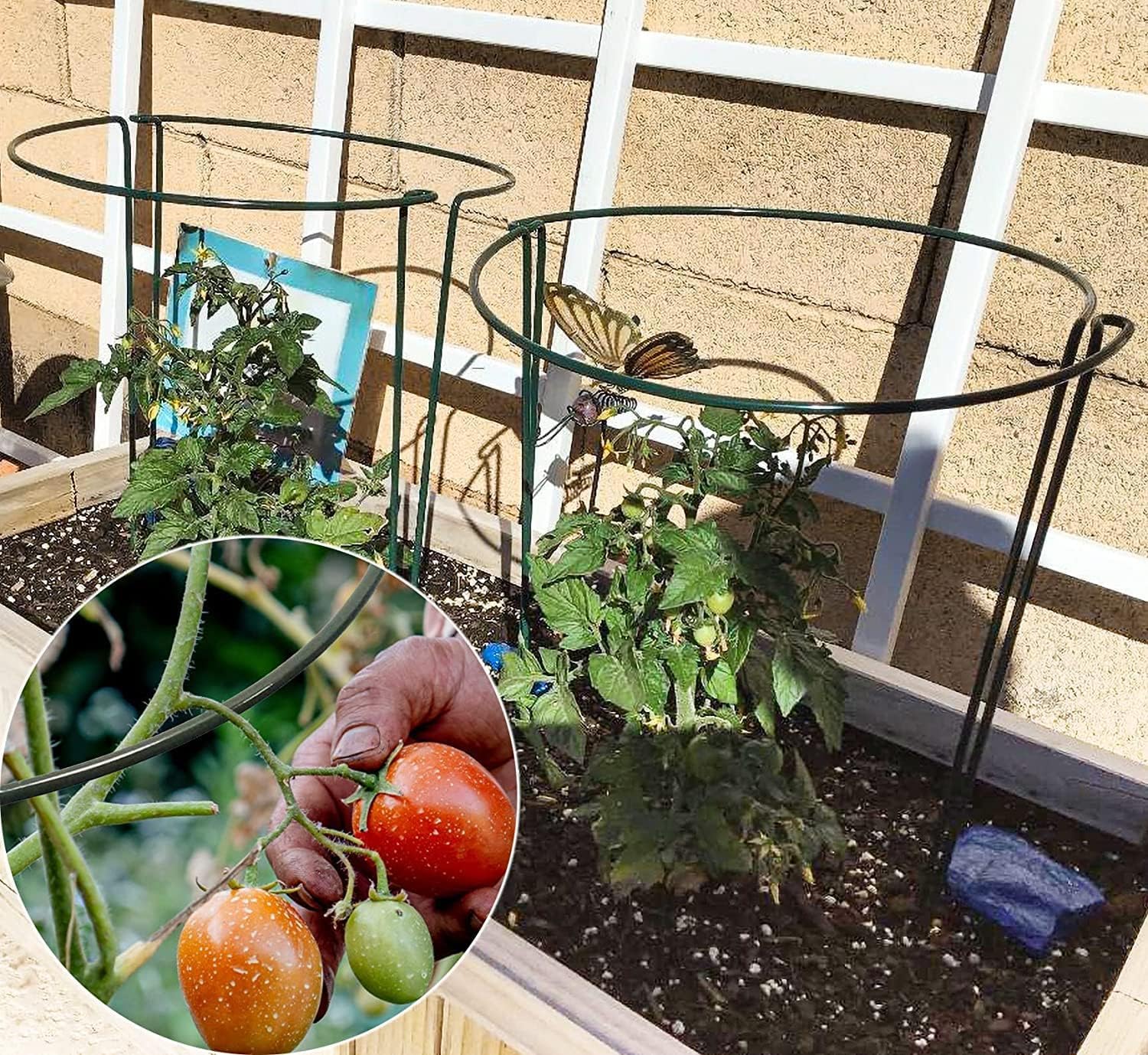 TCBWFY 10 Pack Garden Plant Support Stakes, 10" Widex16 High Heavy Duty Interlinked Half Round Peony Support Ring Cage for Indoor Outdoor Plants