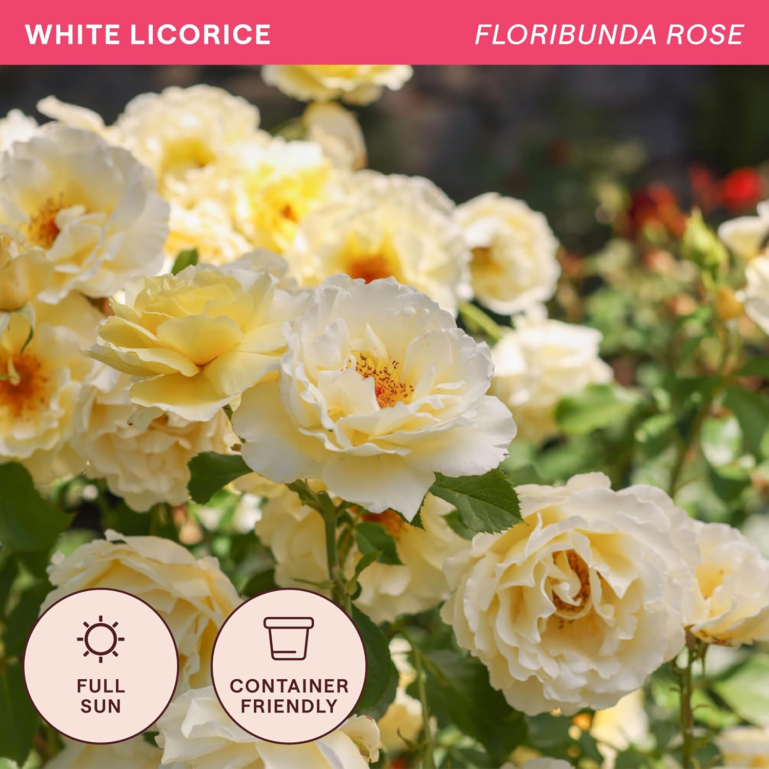 Heirloom Floribunda Roses, Live Own Root Plant, Julia Child™ | Moderately Fragrant, Hardiness Zones: 6-10, Continual Blooming,For Outdoor Gardens, Planters, and Pots