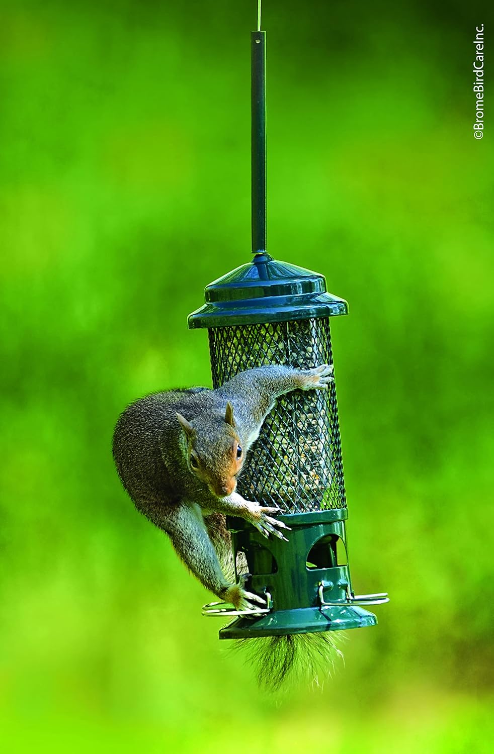 Squirrel Buster Standard Squirrel-proof Bird Feeder w/4 Metal Perches, 1.3-pound Seed Capacity, garden green | Four metal perches