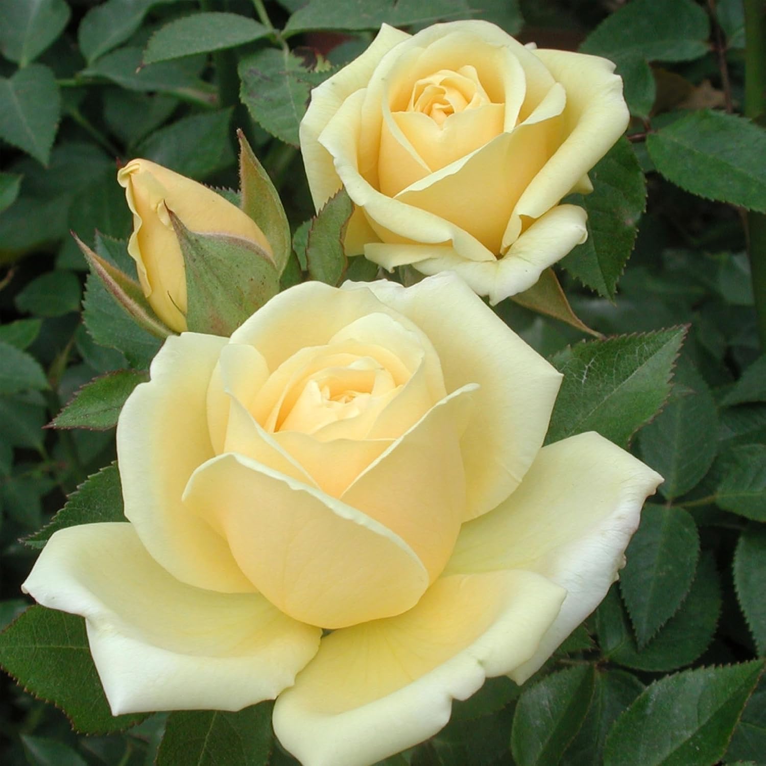 Heirloom Floribunda Roses, Live Own Root Plant, Julia Child™ | Moderately Fragrant, Hardiness Zones: 6-10, Continual Blooming,For Outdoor Gardens, Planters, and Pots