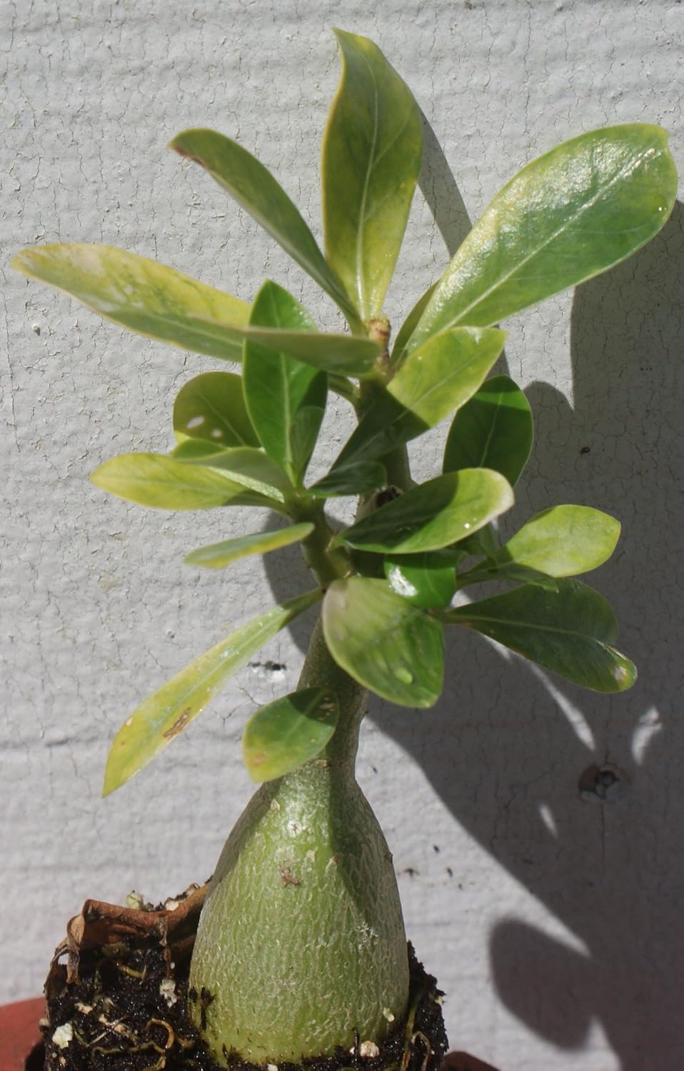 Adenium Obesum ~ White Desert Rose ~ Live Plant