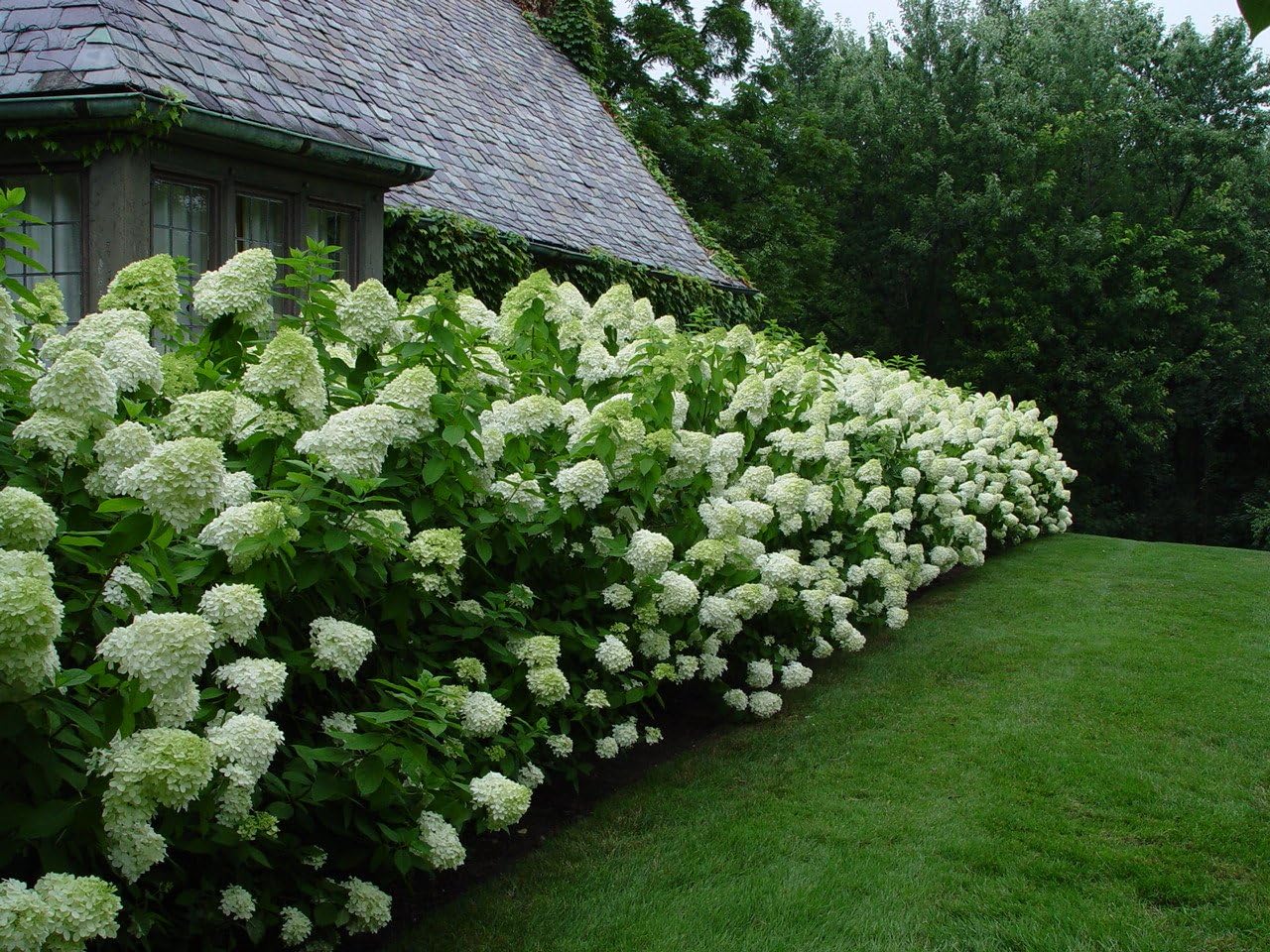 Unique Hydrangea Paniculata - Live Plant Shipped 2 Feet Tall by DAS Farms