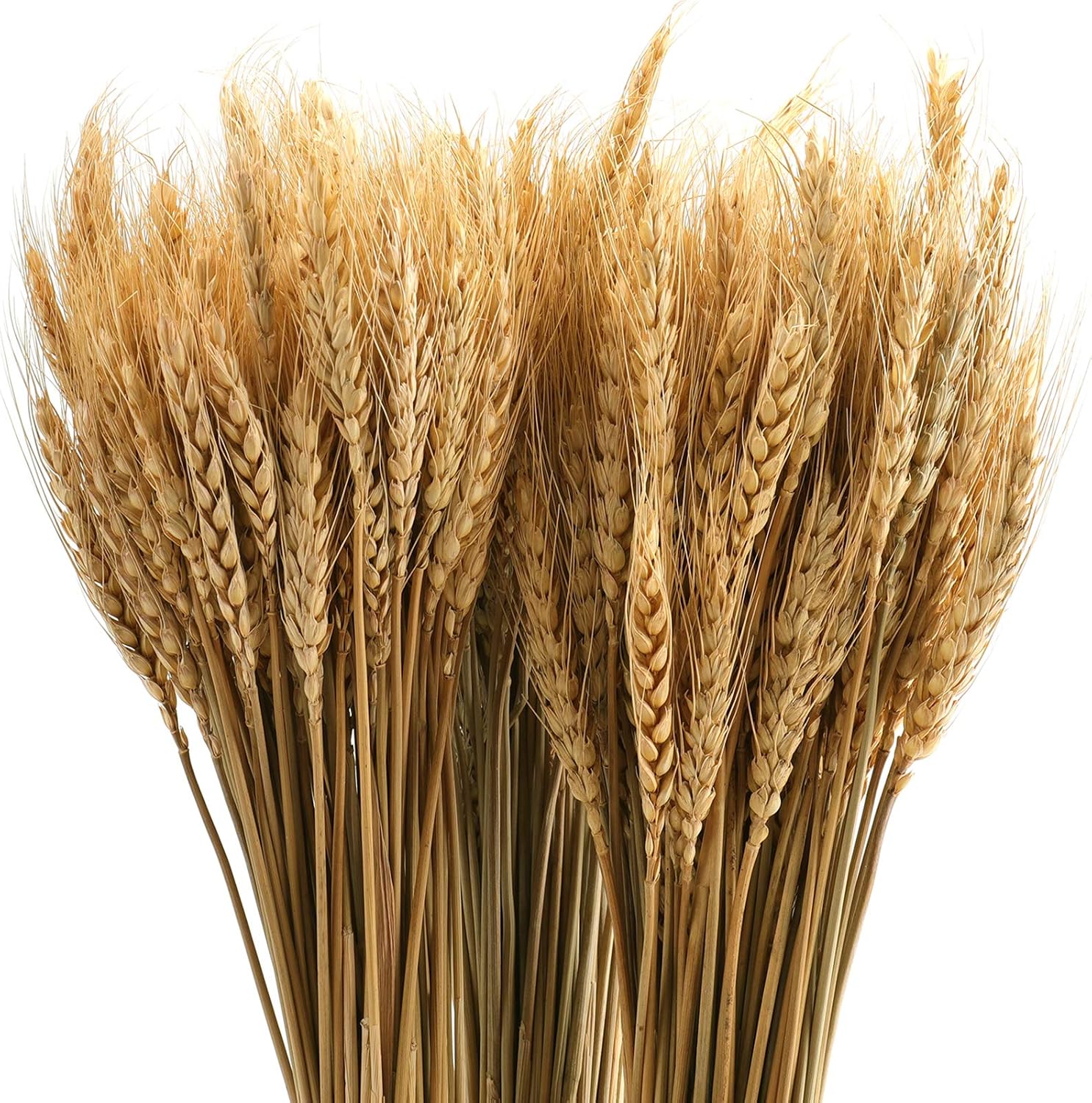 Yarlung 300 Stems Dried Wheat Stalks, 16 Inch Natural Wheat Sheaves Fall Arrangement for DIY Craft, Home Table, Wedding Decor